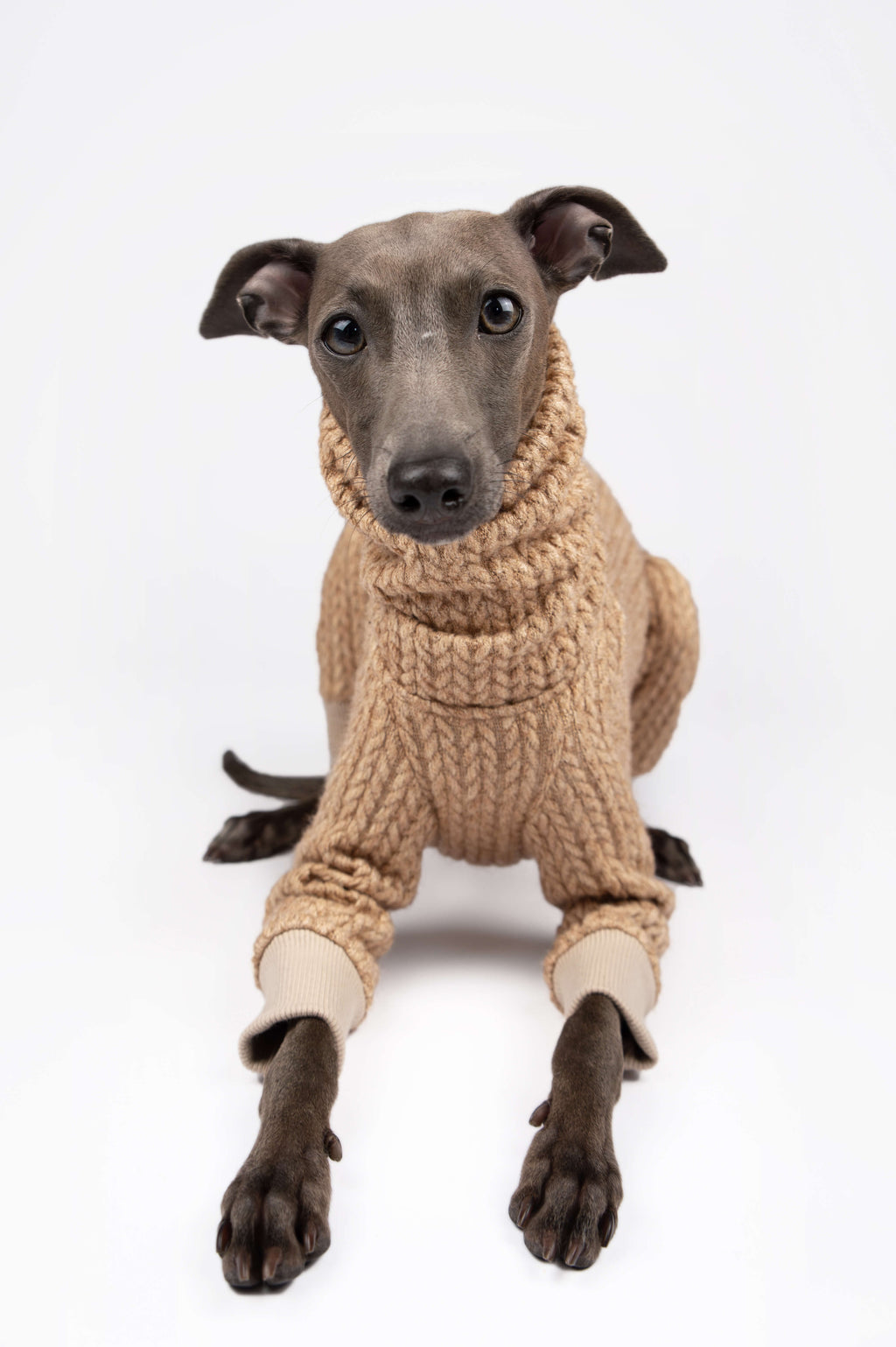 Italian Greyhound wearing a beige knitted jumper by Strela Studio on a white background looking at the camera