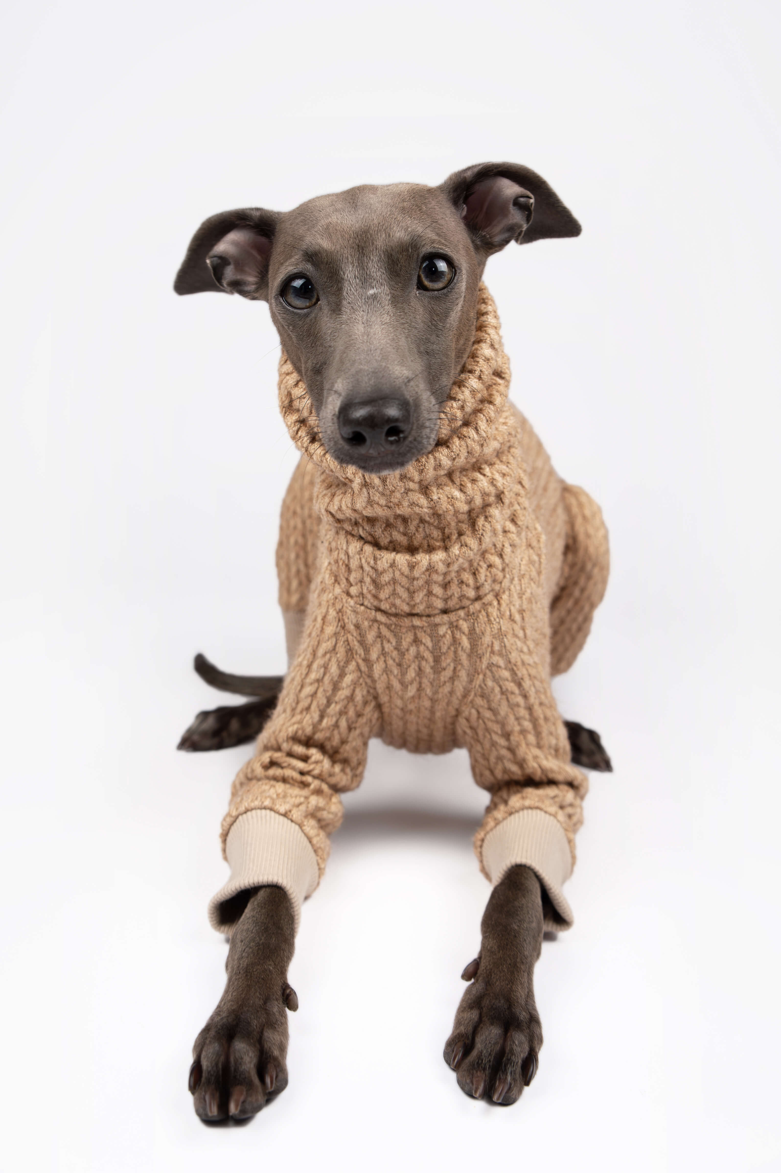 Italian Greyhound wearing a beige knitted jumper by Strela Studio on a white background looking at the camera