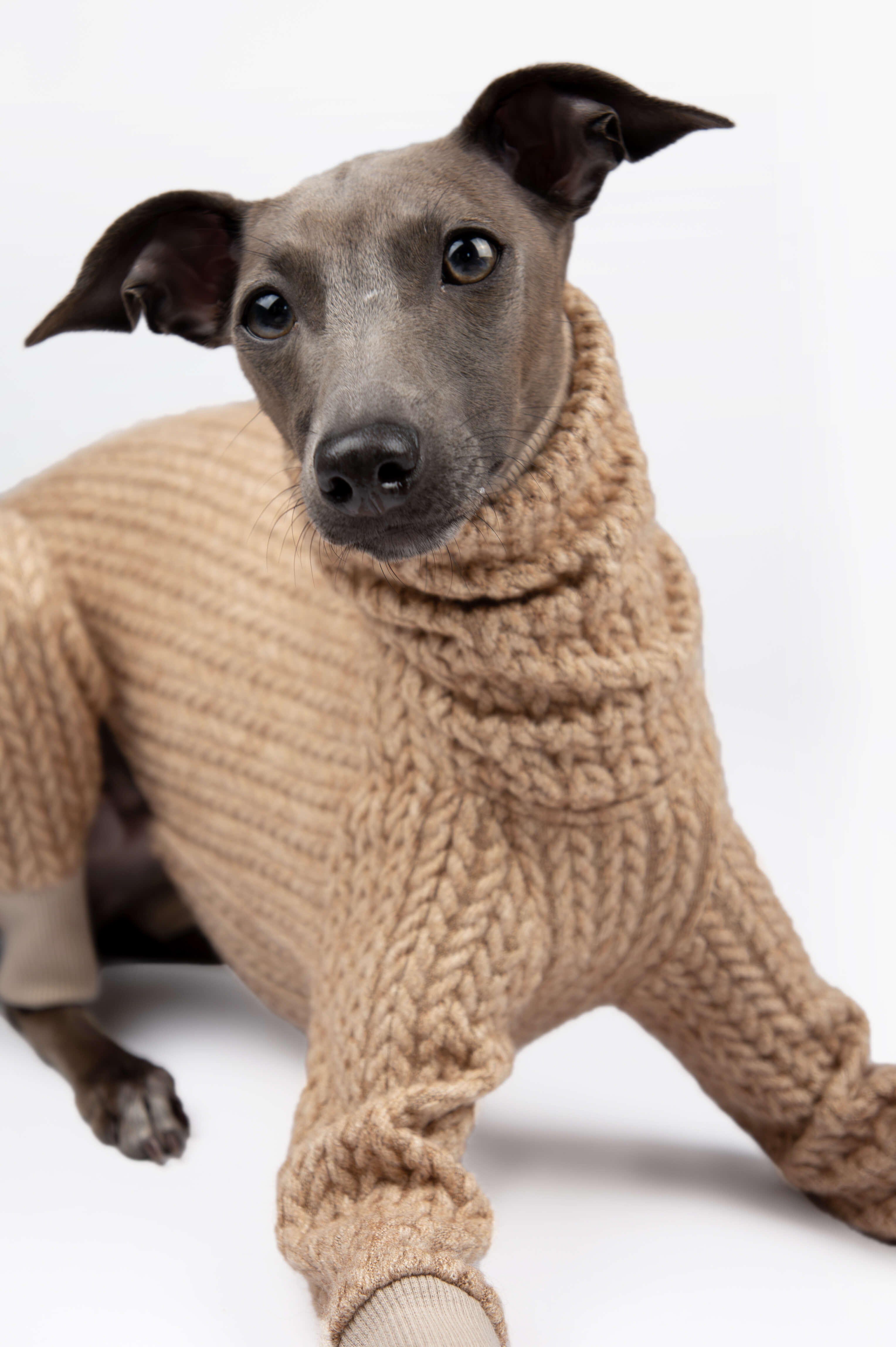 A close up photo of an Italian Greyhound wearing a beige knitted sweater by Strela Studio on a white background