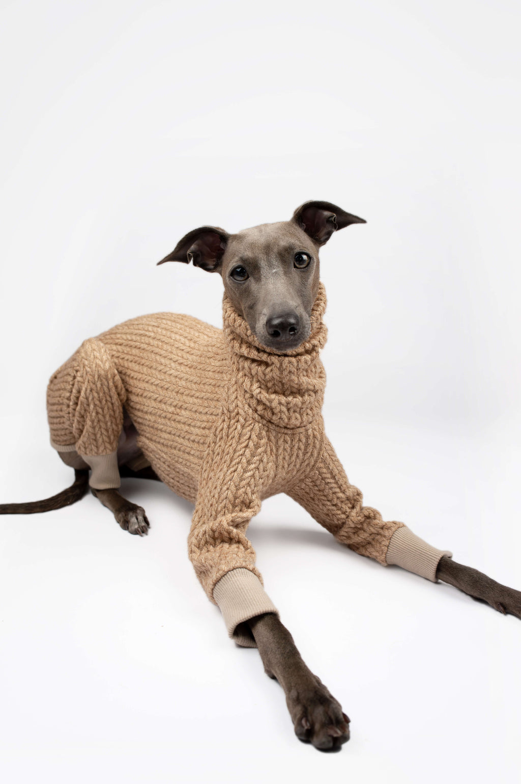 Italian Greyhound wearing a beige knitted onesie by Strela Studio on a white background