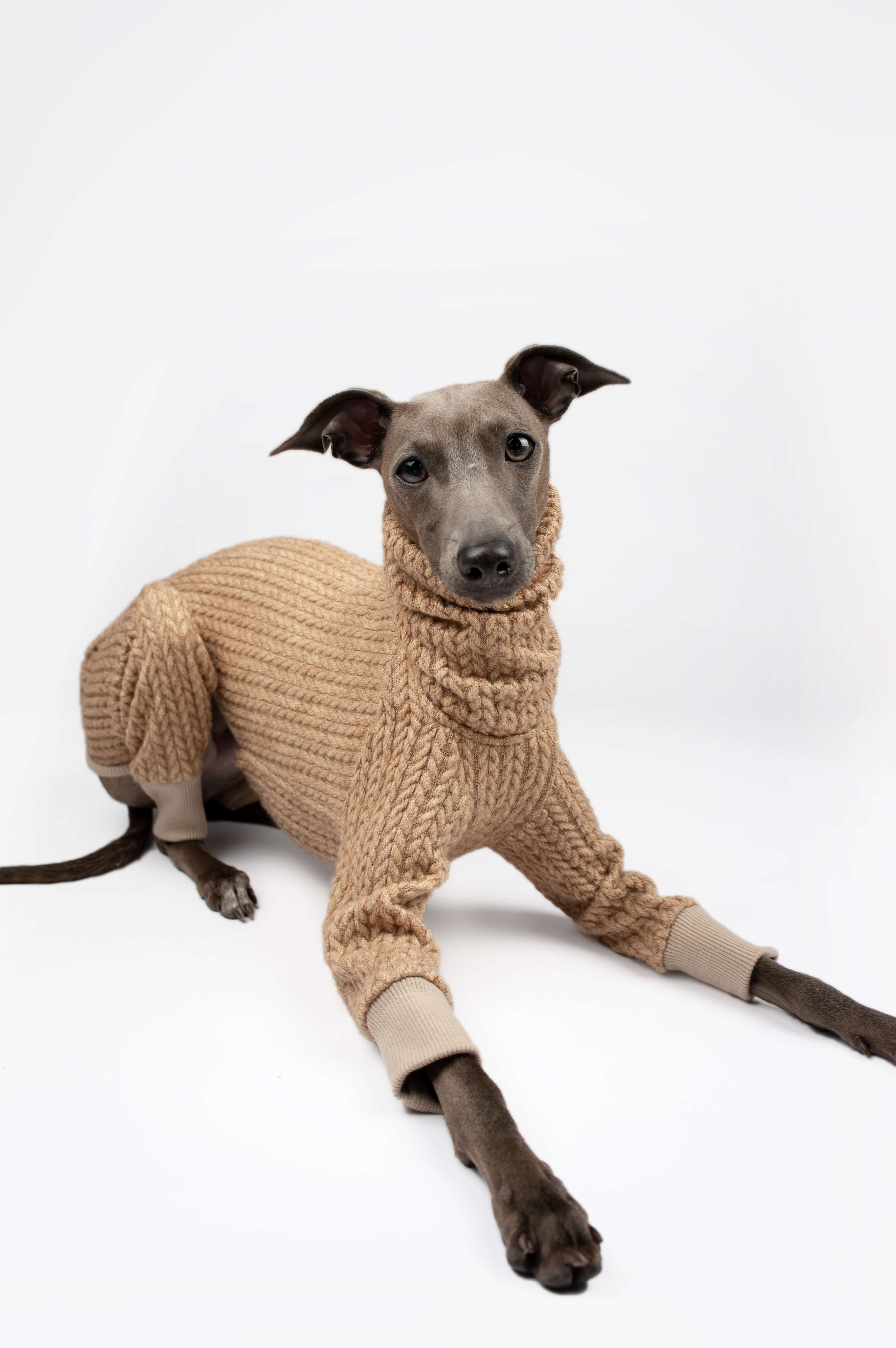 Italian Greyhound wearing a beige knitted onesie by Strela Studio on a white background