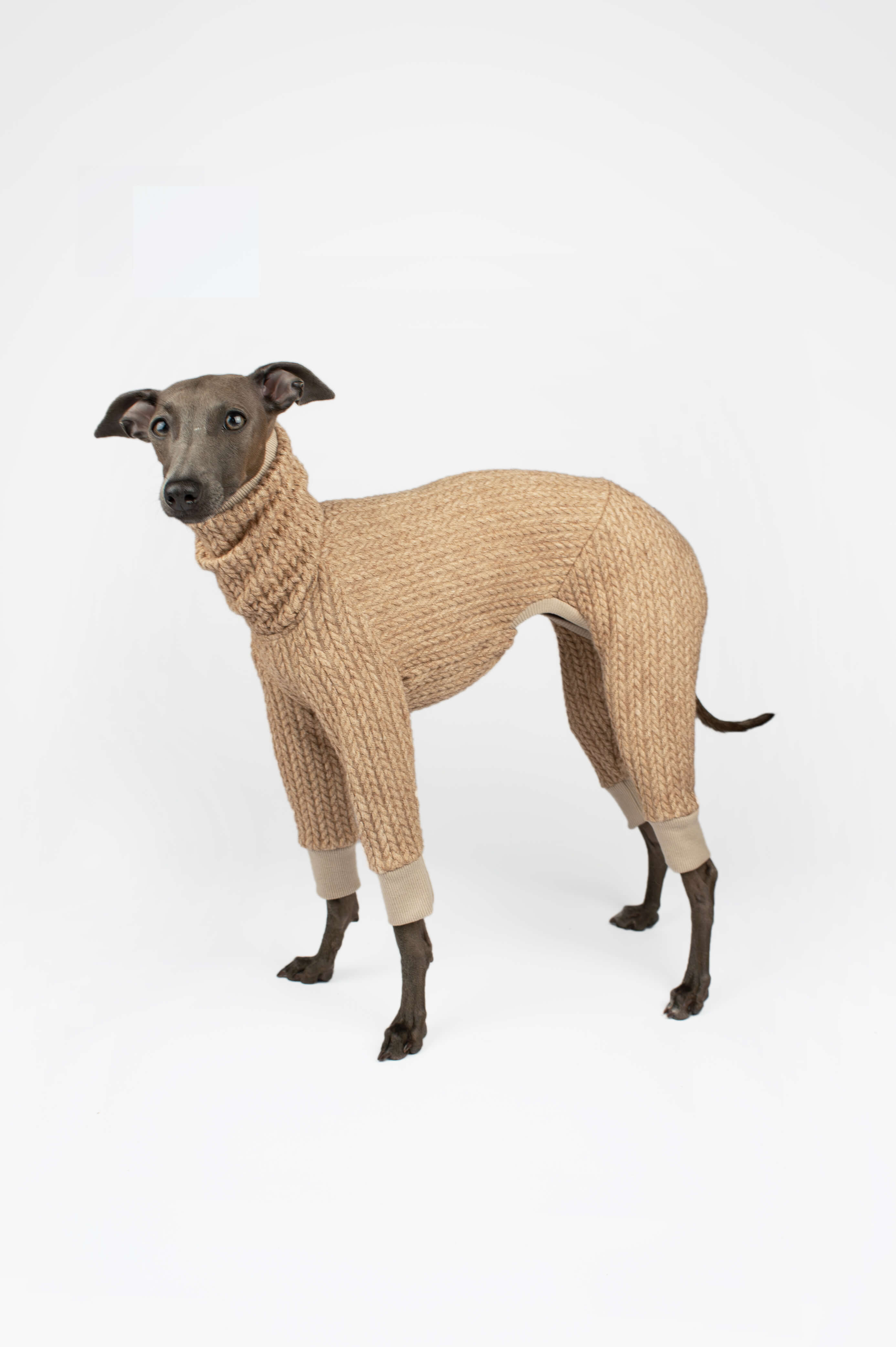 Italian Greyhound in a standing pose wearing a beige knitted sweater by Strela Studio on a white background