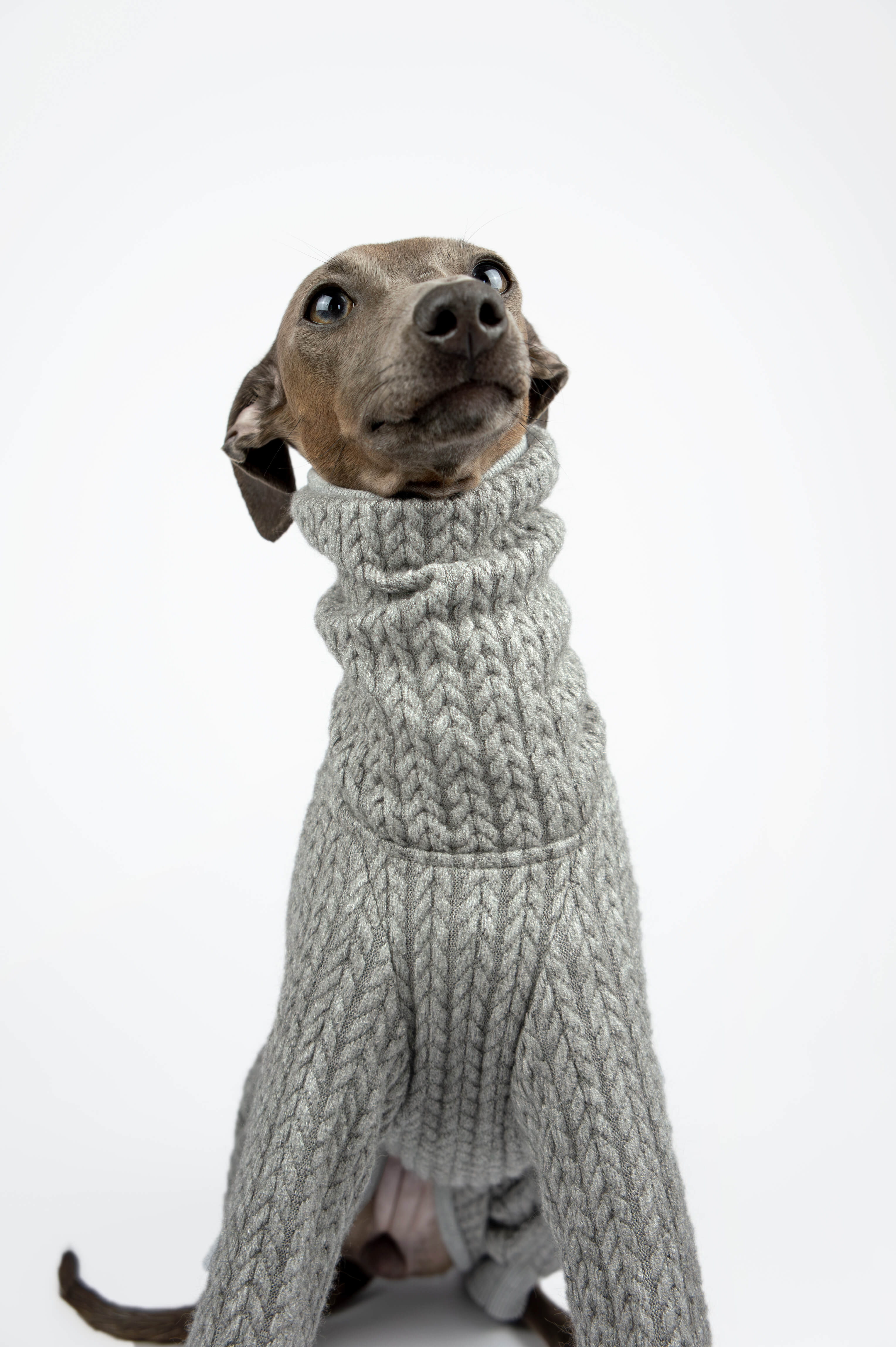 A close up photo of an Italian Greyhound wearing a grey knitted jumper by Strela Studio on a white background