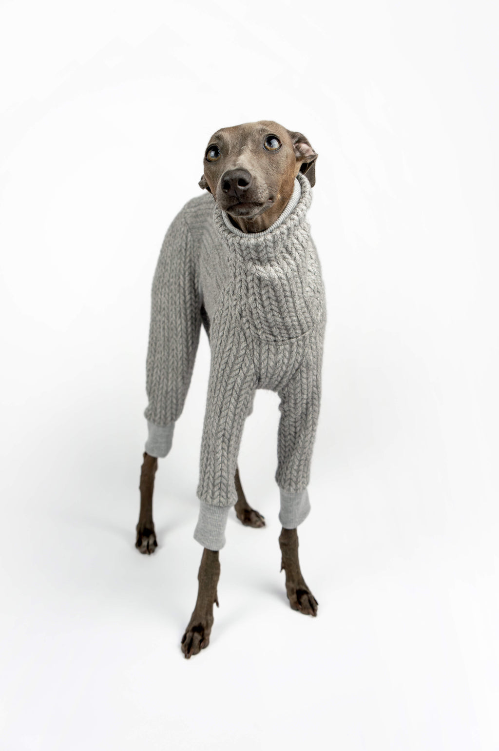 Italian Greyhound wearing a grey knitted sweater by Strela Studio, standing and looking up