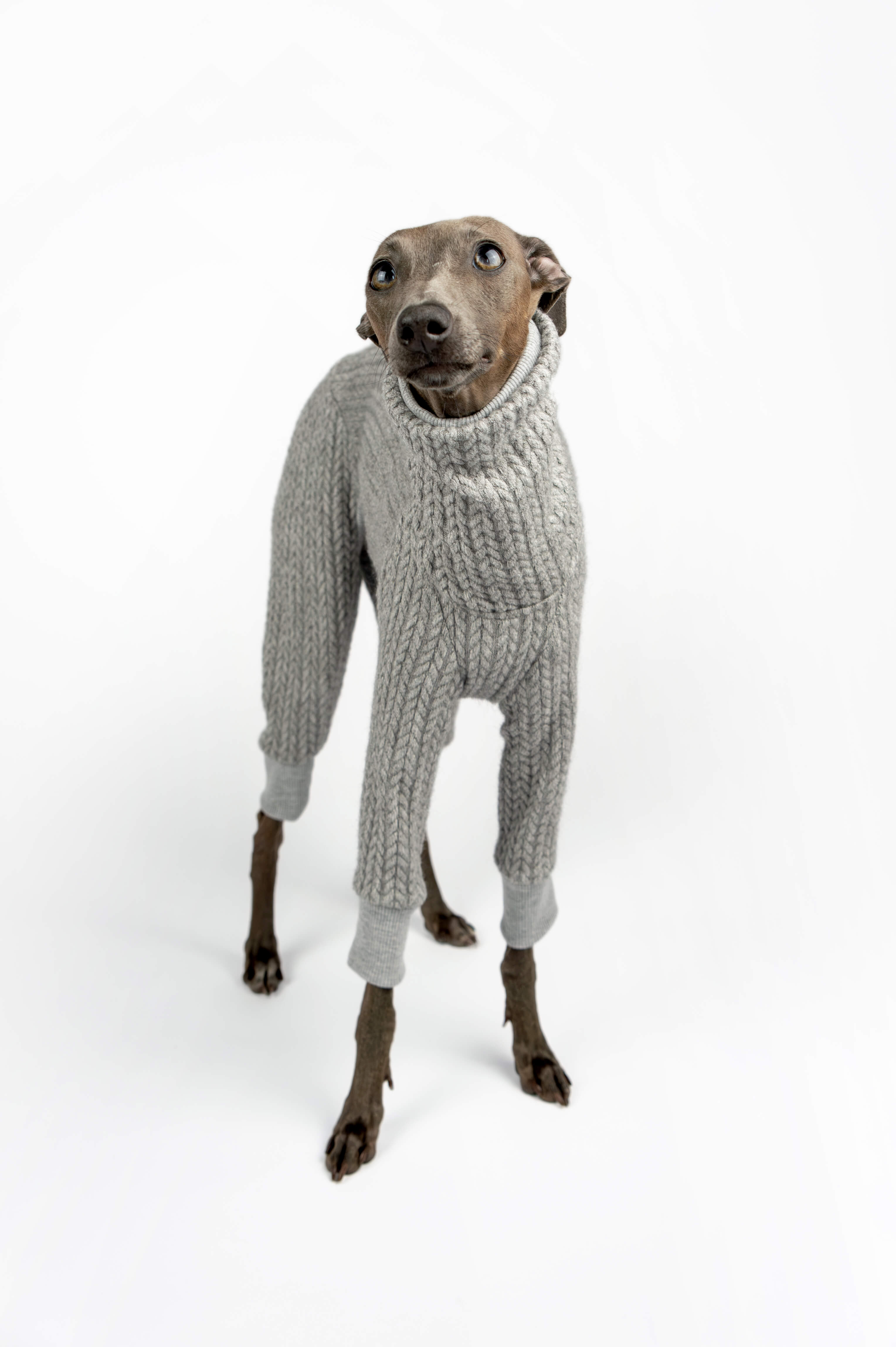 Italian Greyhound wearing a grey knitted sweater by Strela Studio, standing and looking up