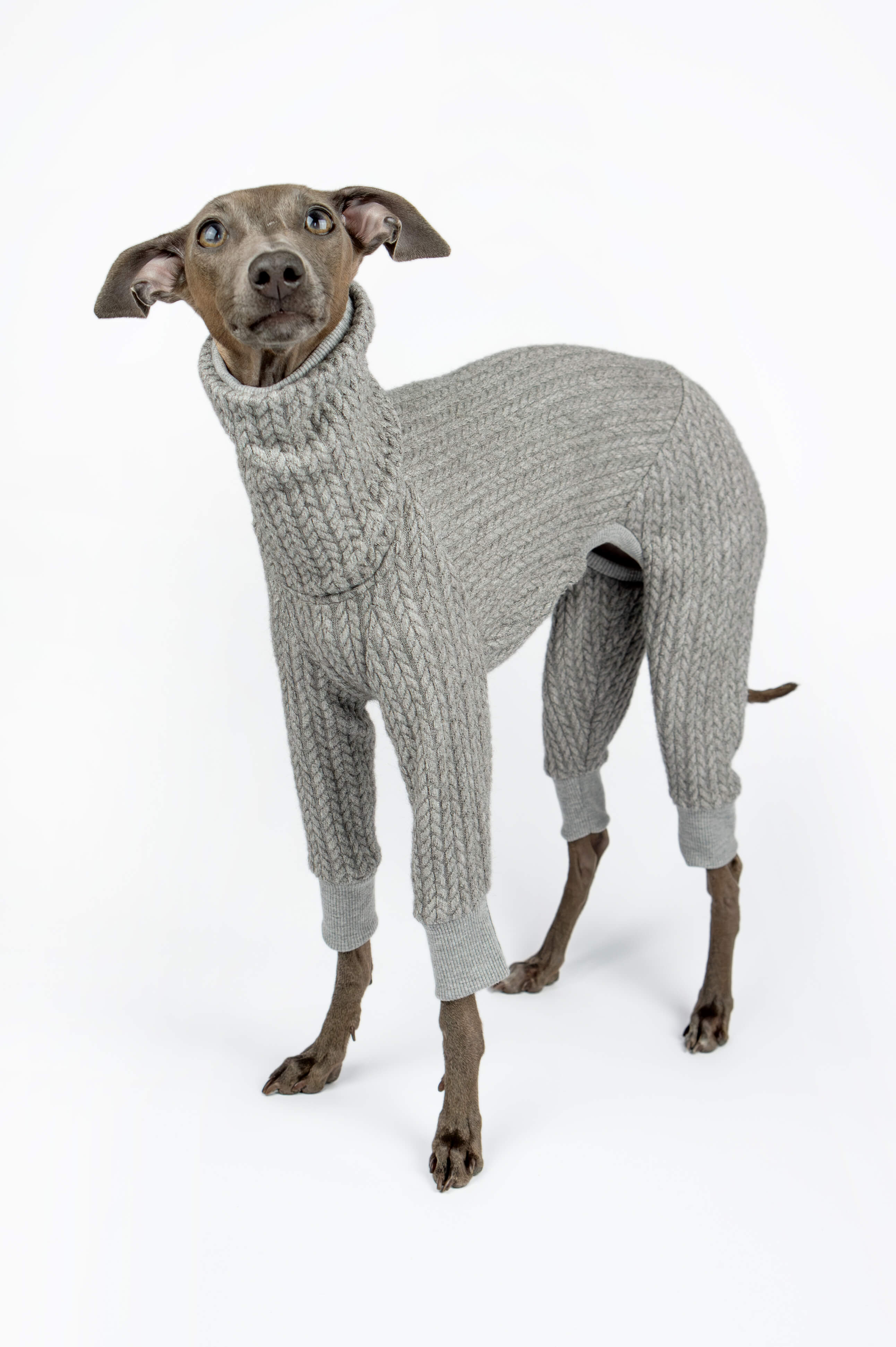 Italian Greyhound in a stand up pose wearing a grey knitted onesie by Strela Studio