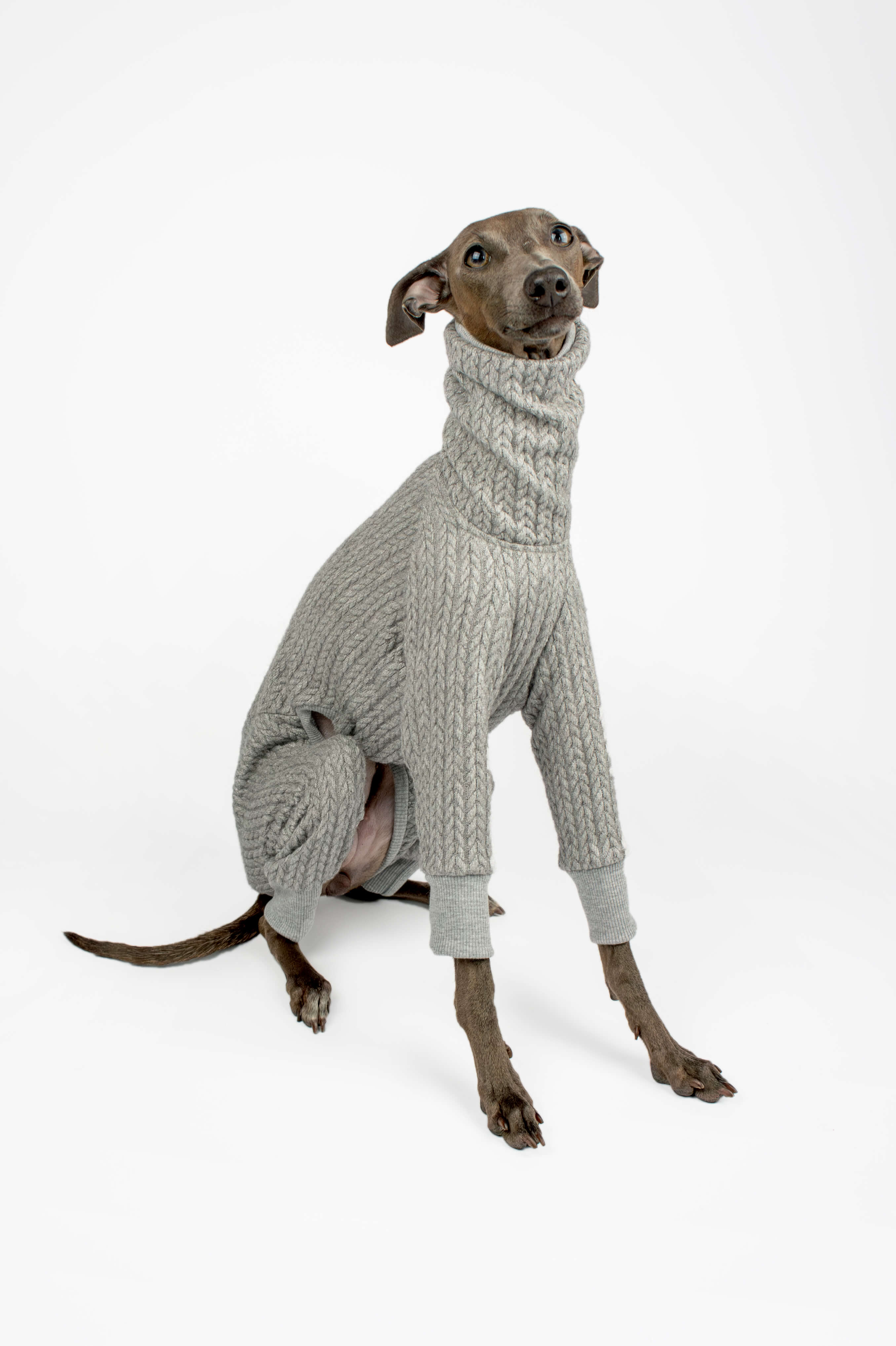 Italian Greyhound wearing a grey knitted sweater by Strela Studio in a sitting pose on a white background 