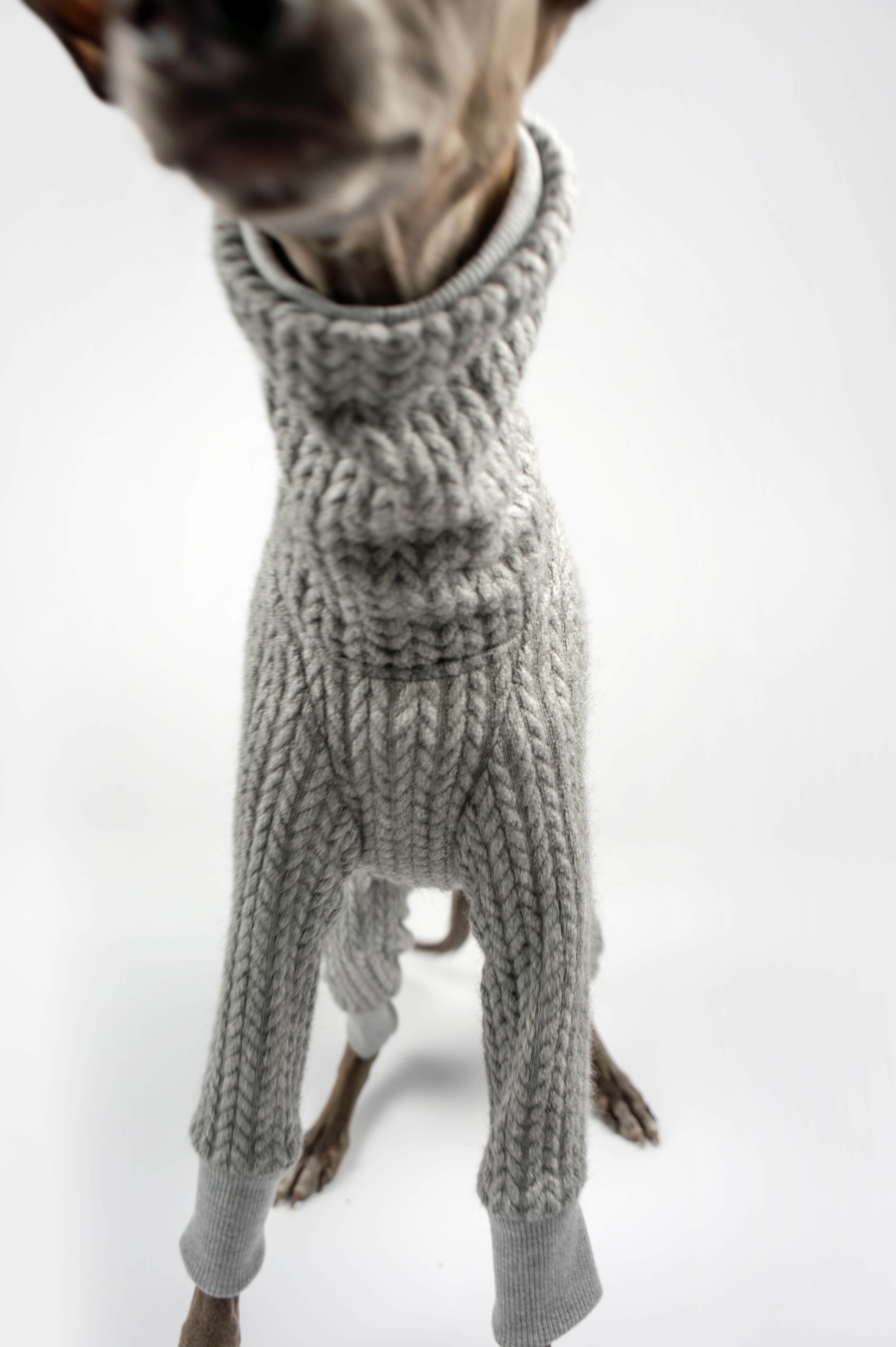 A close up photo of an Italian Greyhound wearing a grey knitted onesie by Strela Studio on a white background