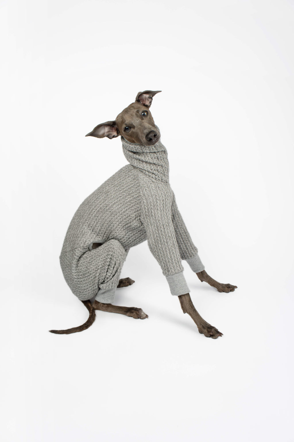 Italian Greyhound i a sitting pose wearing a grey knitted jumper by Strela Studio on a white background