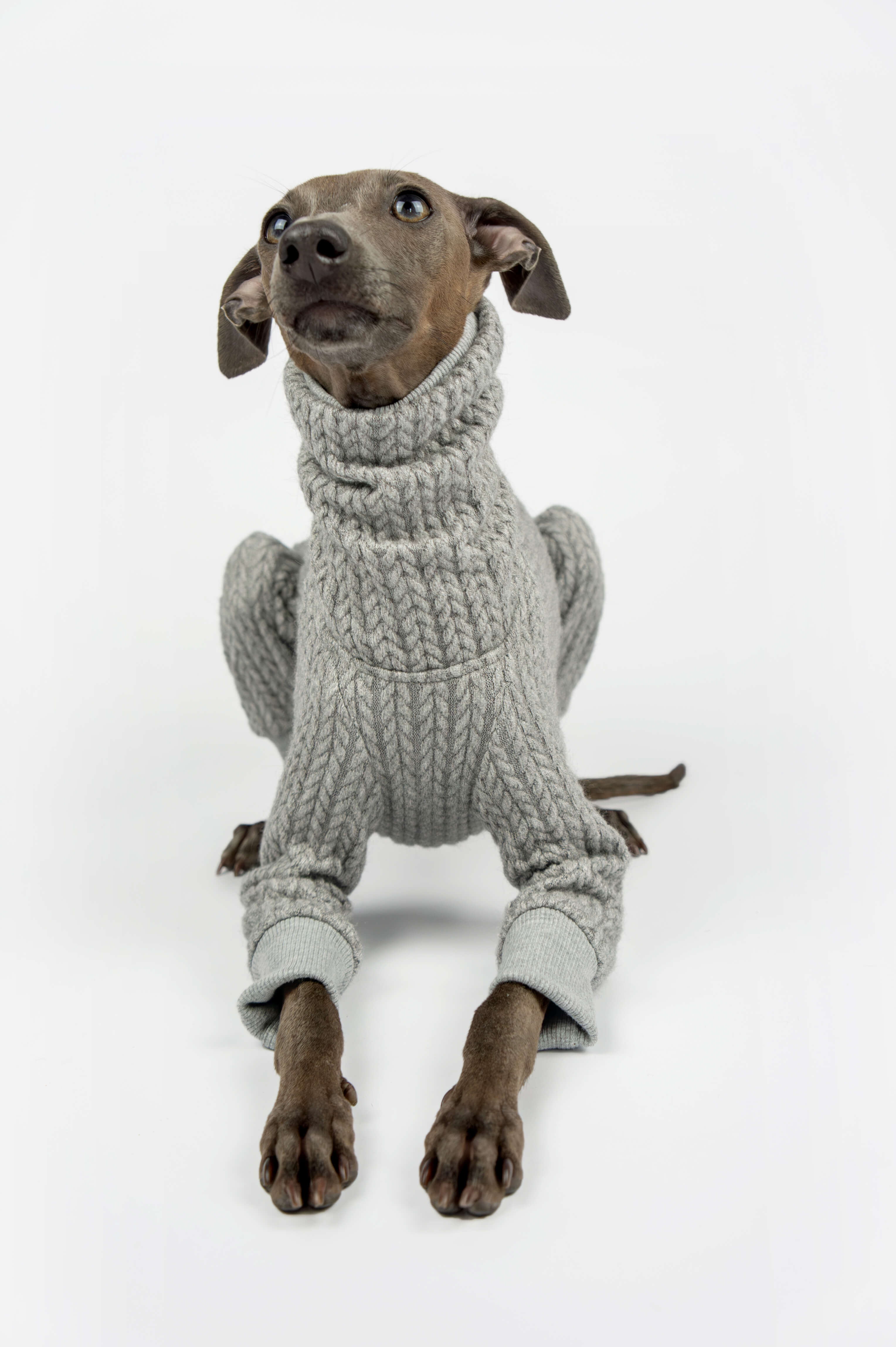 Italian Greyhound wearing a grey knitted onesie by Strela Studio on a white background