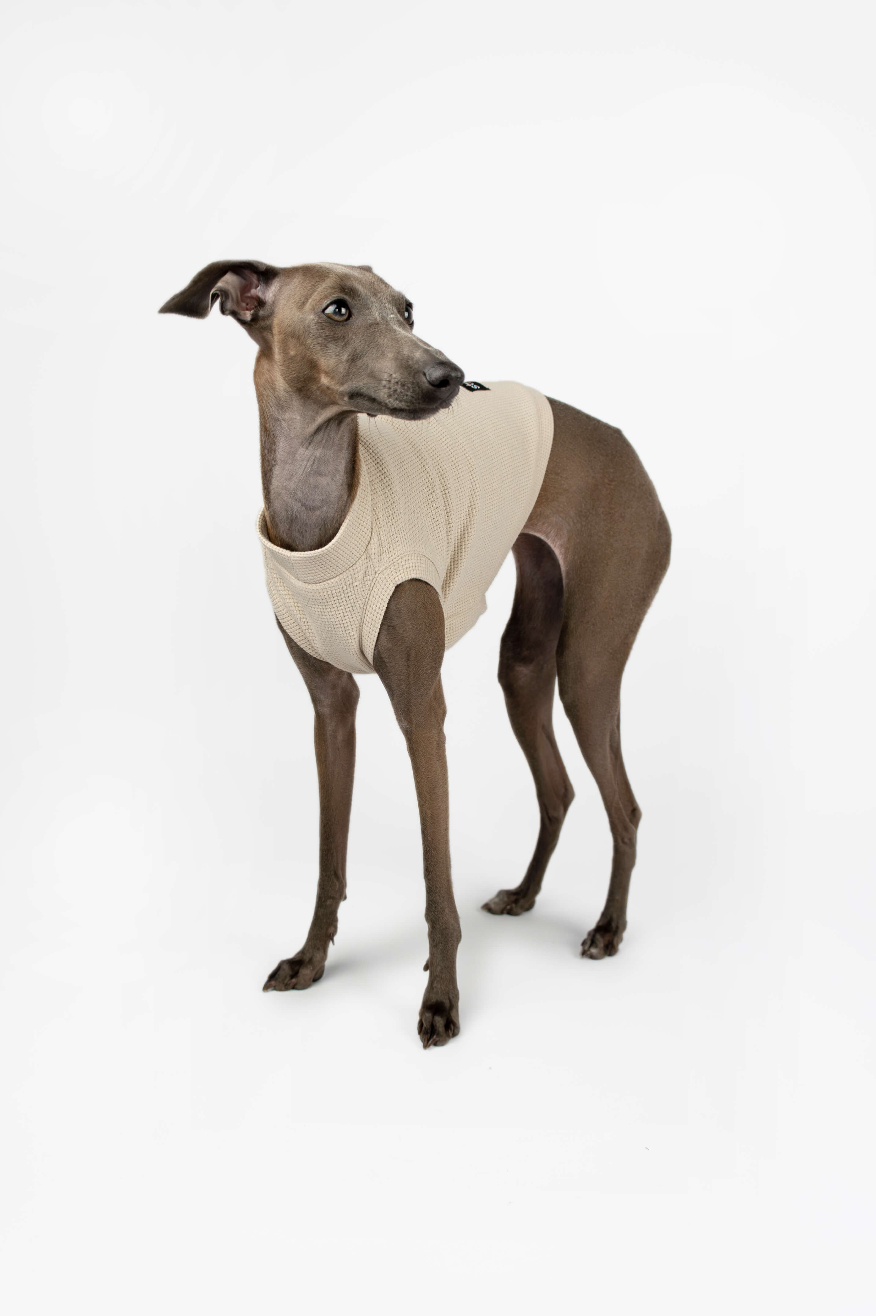 Side profile of an Italian Greyhound wearing a beige waffle jersey t-shirt by Strela Studio on a white background
