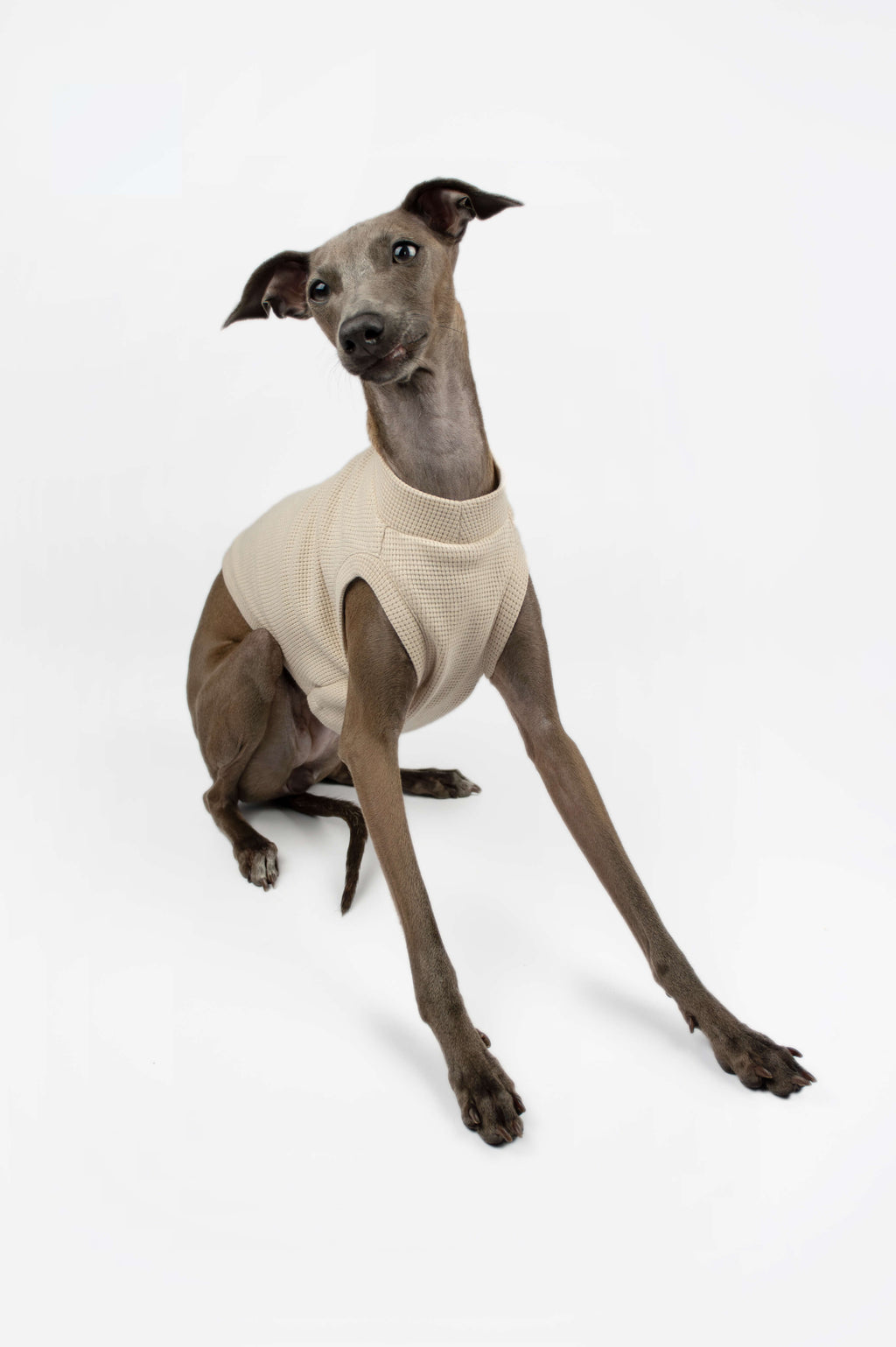 Italian Greyhound sitting down and wearing a beige waffle jersey t-shirt by Strela Studio on a white background