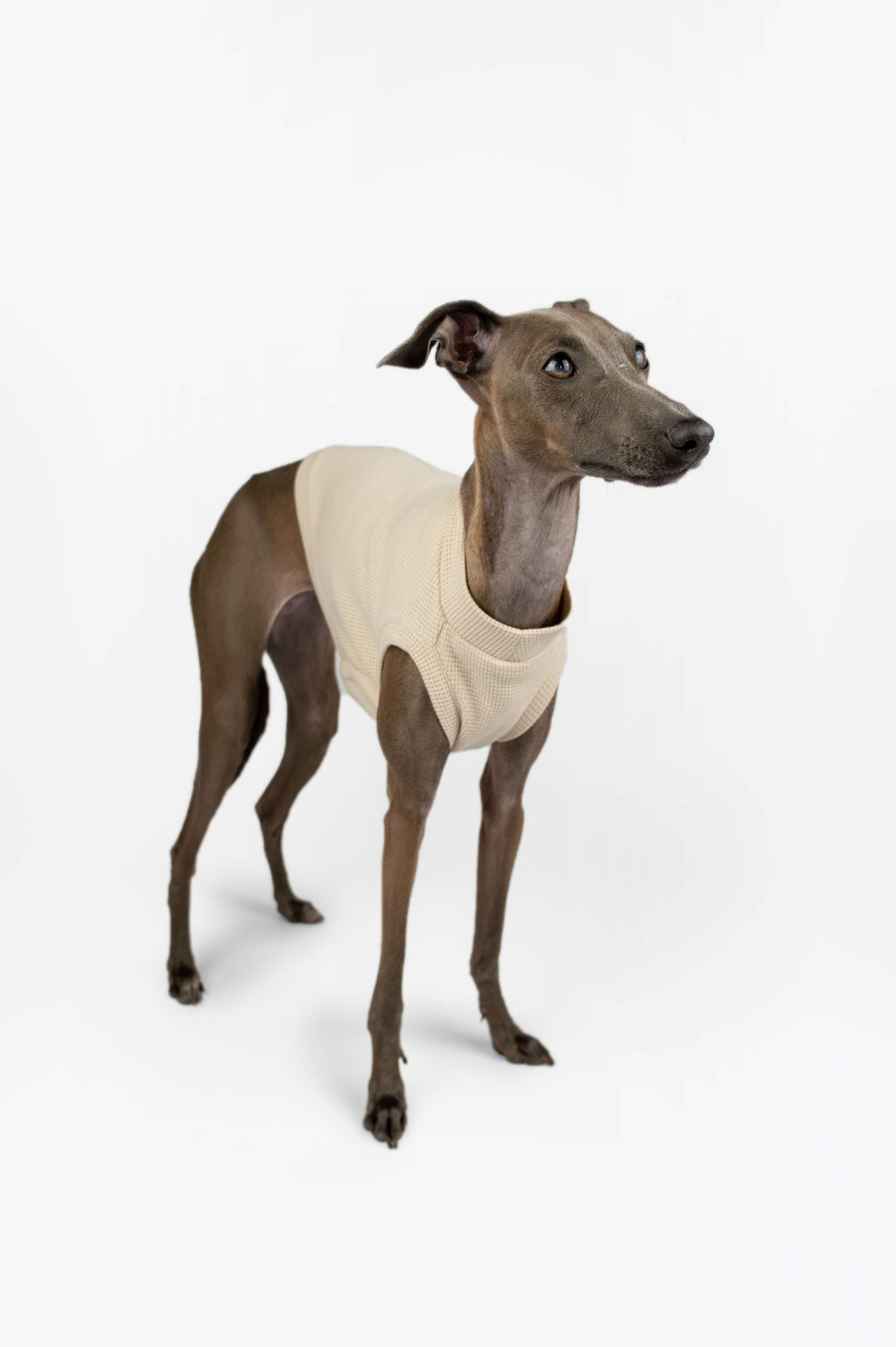Italian Greyhound standing up and wearing a beige waffle jersey tank top by Strela Studio on a white background