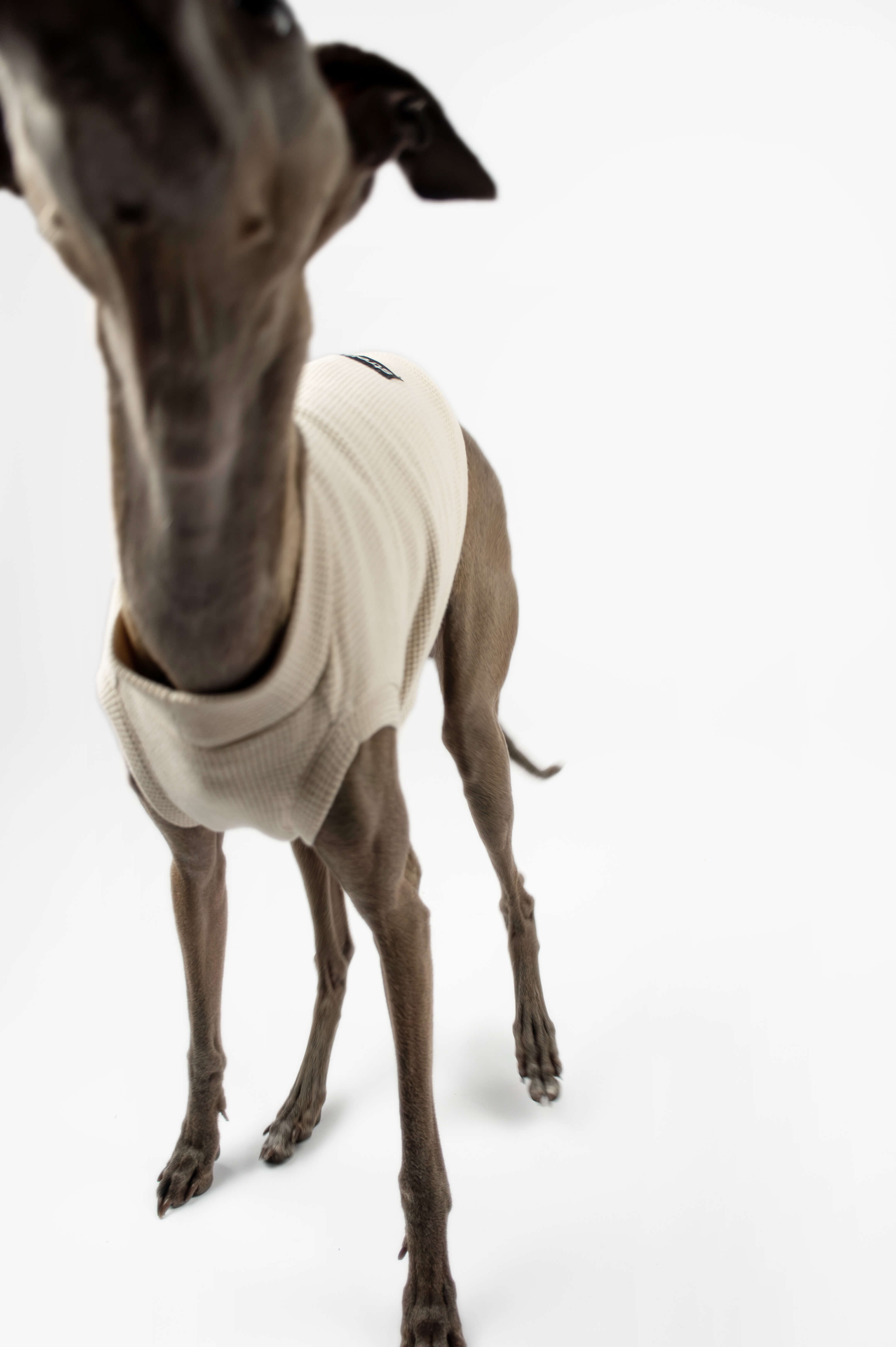 Italian Greyhound wearing a beige waffle jersey t-shirt by Strela Studio on a white background