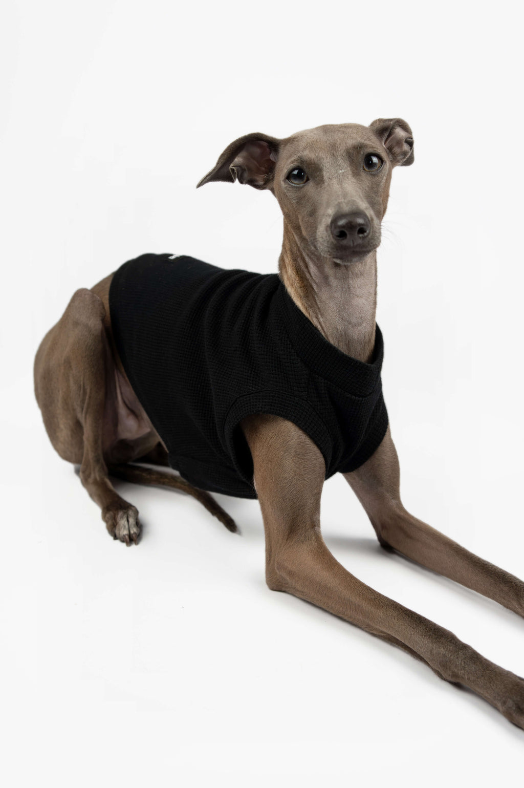 Italian Greyhound wearing a black waffle jersey t-shirt by Strela Studio in a laying down pose on a white background