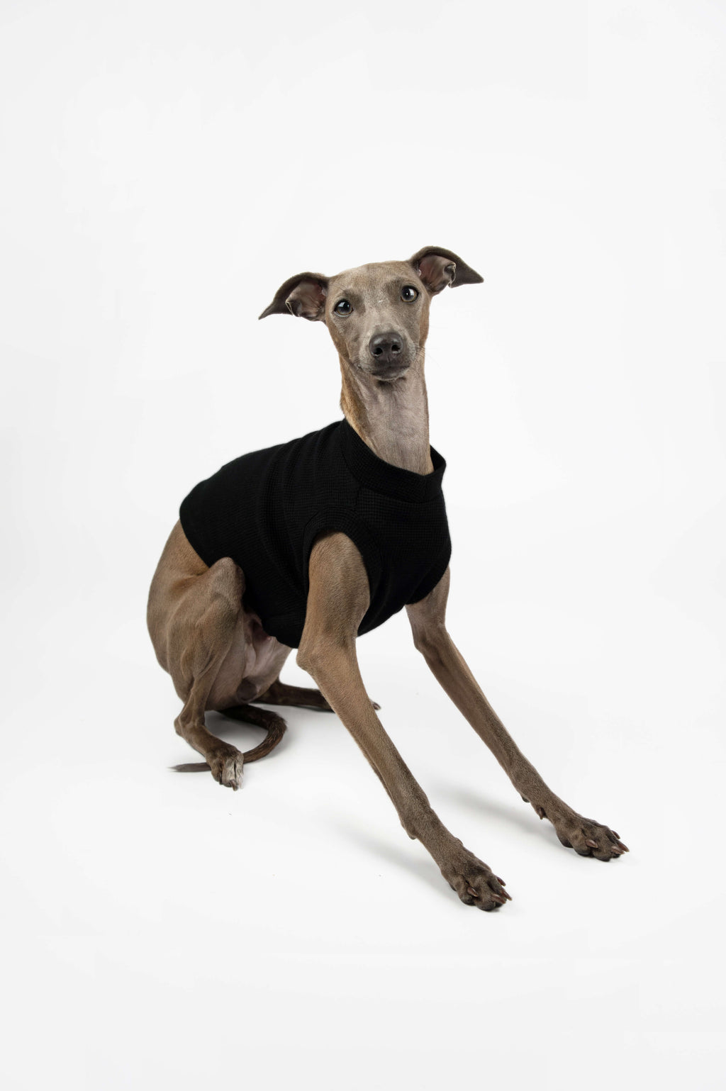 Italian Greyhound wearing a black tank top by Strela Studio on a white background