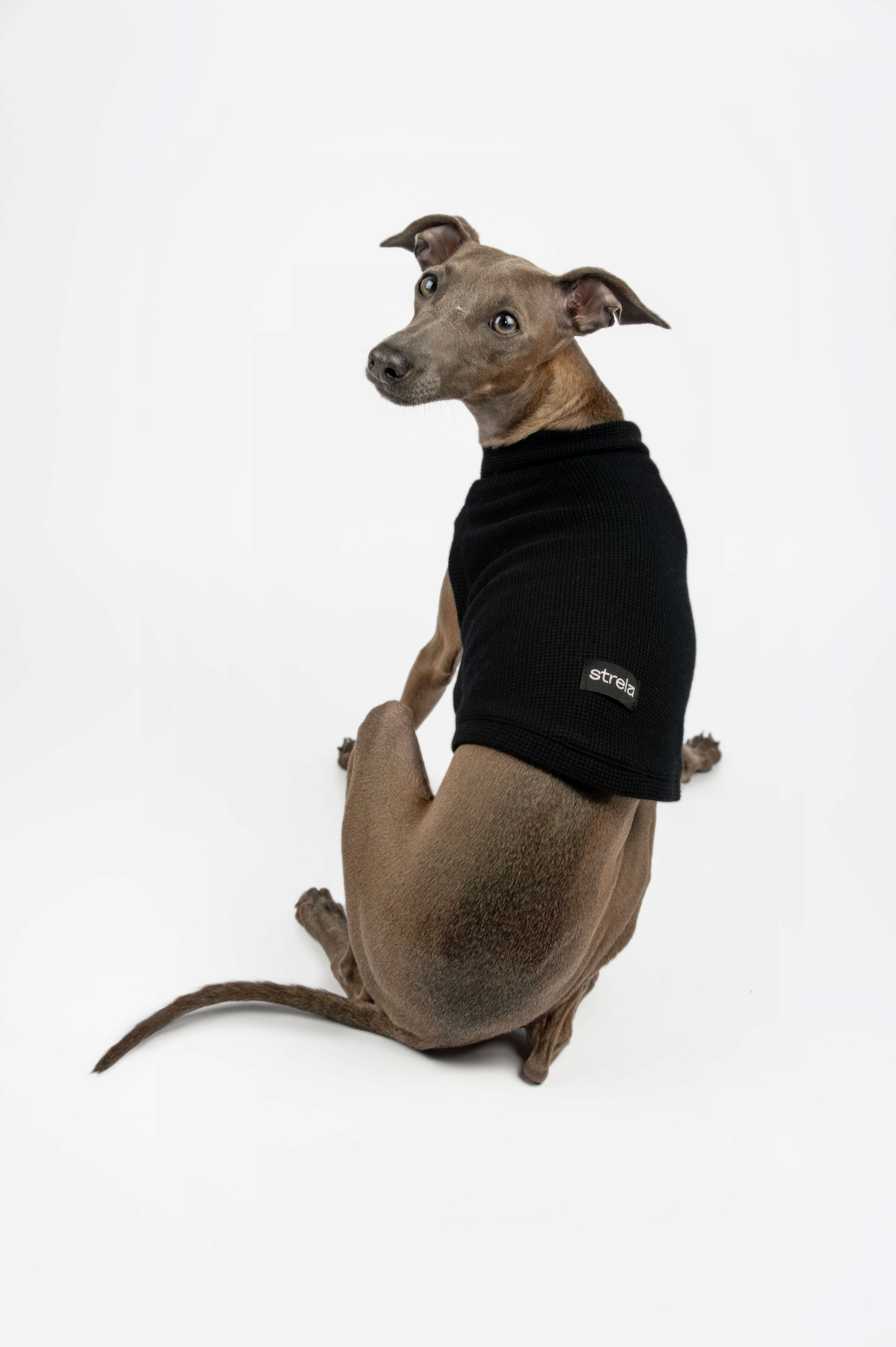 A back photo of an Italian Greyhound wearing a black waffle jersey t-shirt by Strela Studio on a white background