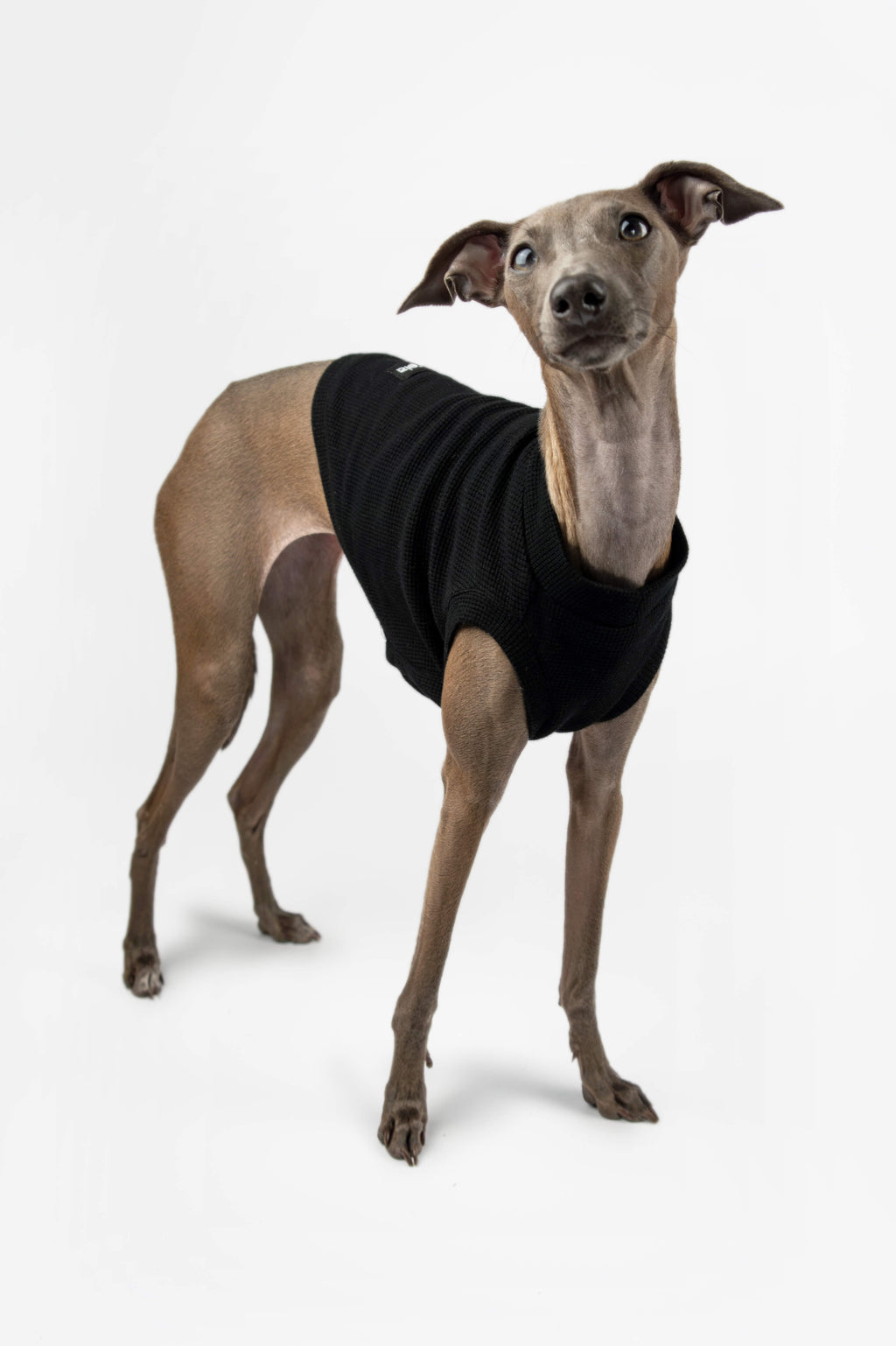 Italian Greyhound looking up and wearing a black cropped tank top by Strela Studio on a white background