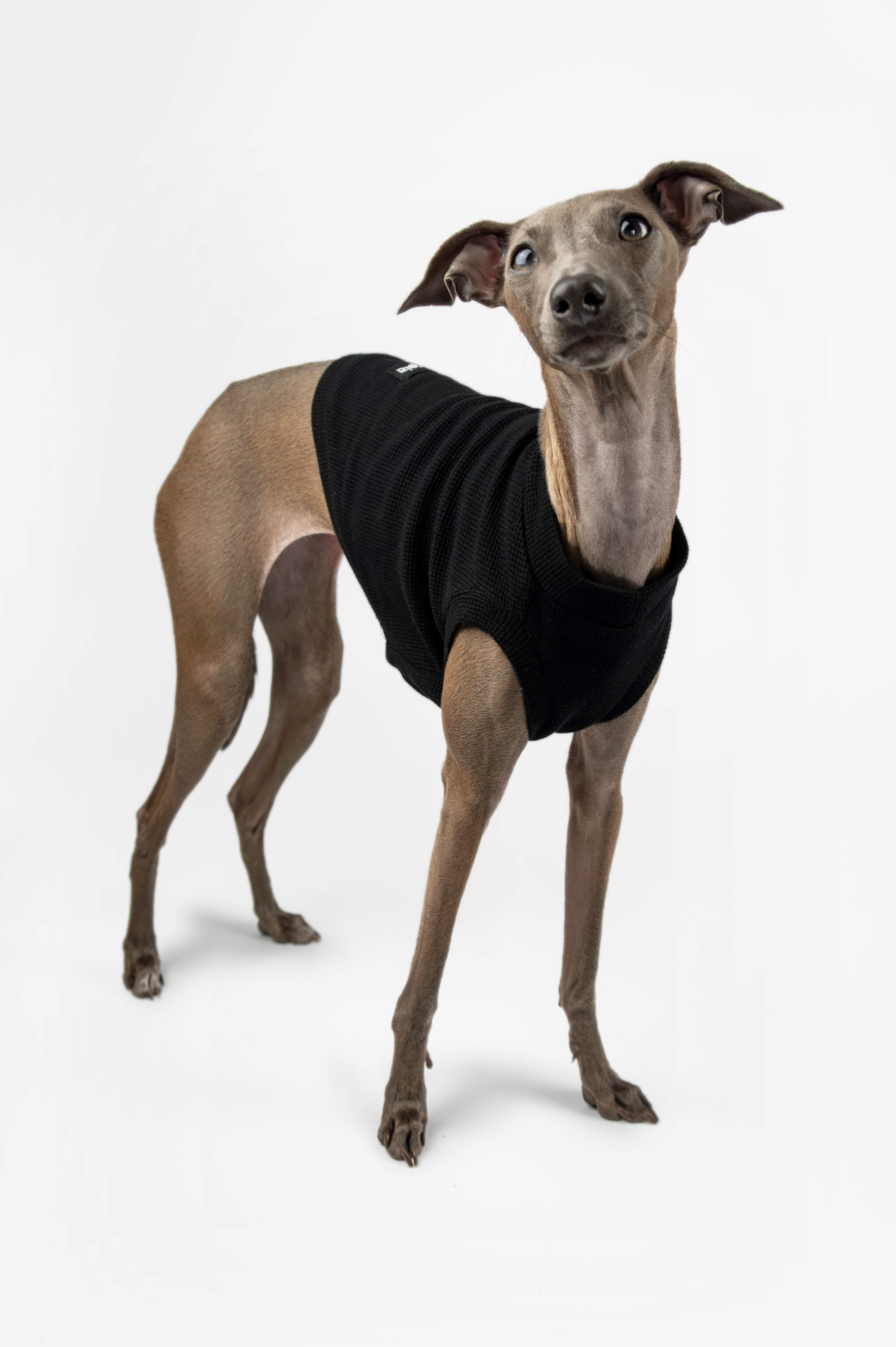 Italian Greyhound looking up and wearing a black cropped tank top by Strela Studio on a white background