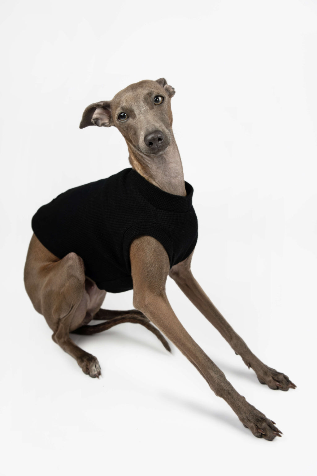 Italian Greyhound sitting down and wearing a black waffle jersey tank top by Strela Studio on a white background