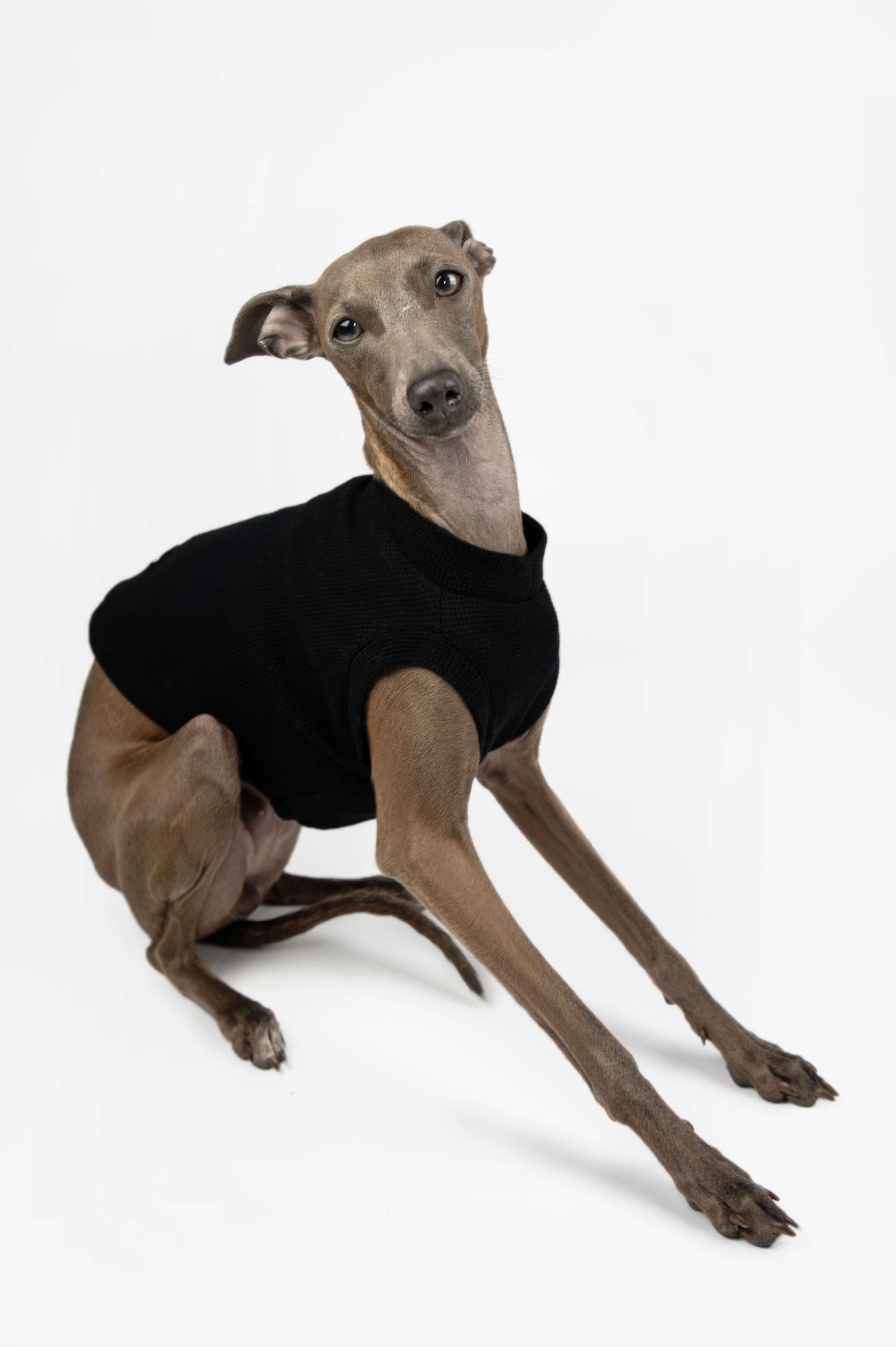 Italian Greyhound sitting down and wearing a black waffle jersey tank top by Strela Studio on a white background