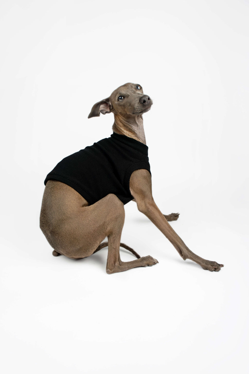 Italian Greyhound wearing a black waffle jersey t-shirt by Strela Studio on a white background
