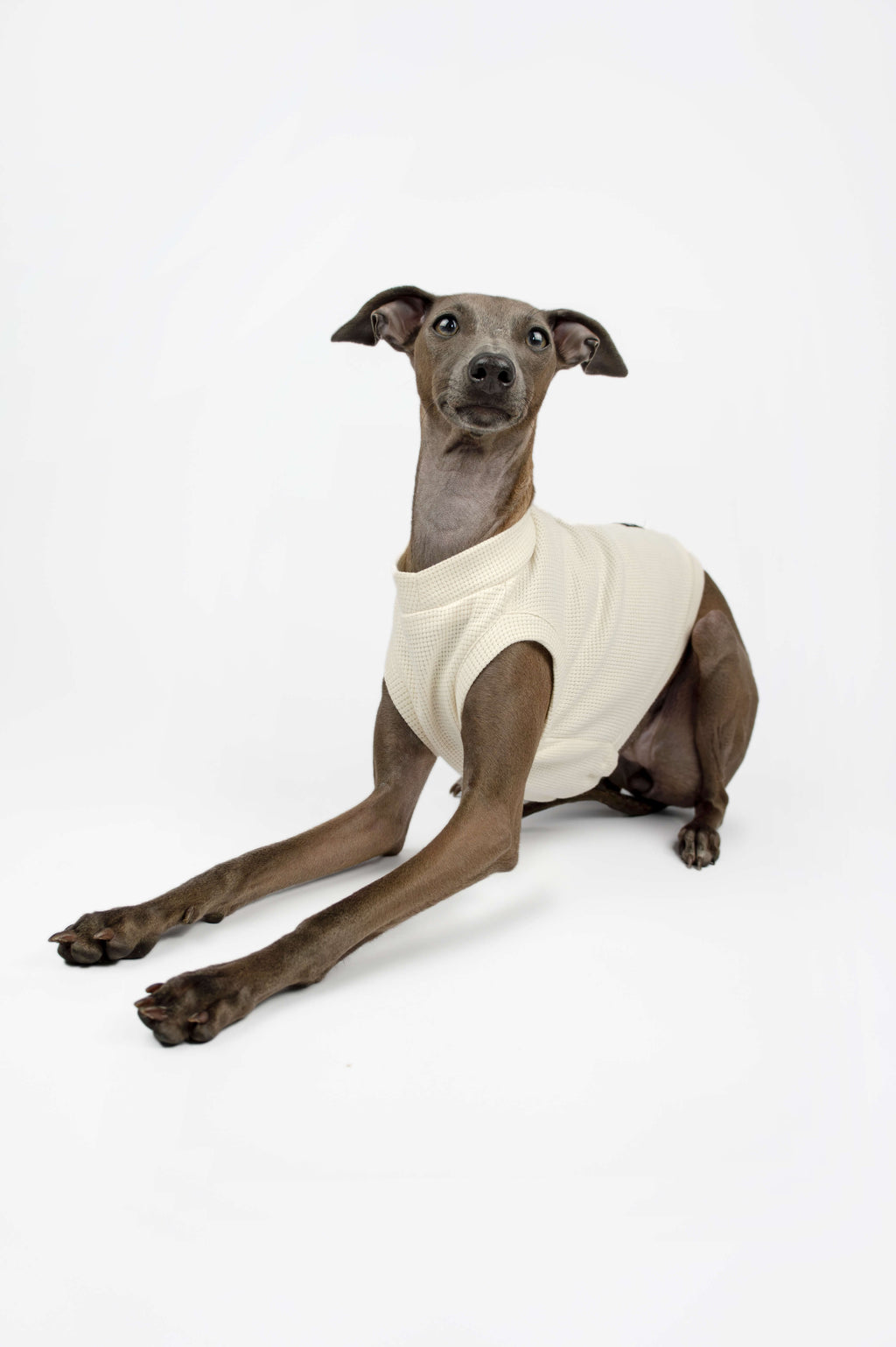 A studio photo of an Italian Greyhound wearing a white tank top by Strela Studio on a white background
