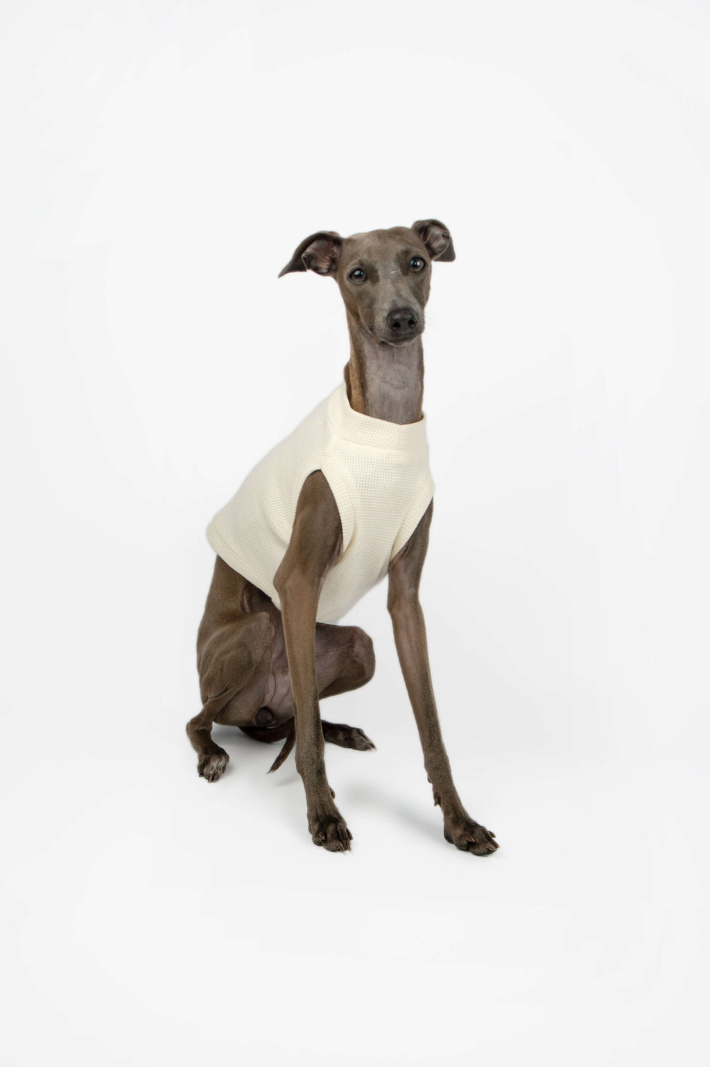 Italian Greyhound wearing a white waffle jersey t-shirt by Strela Studio looking at the camera