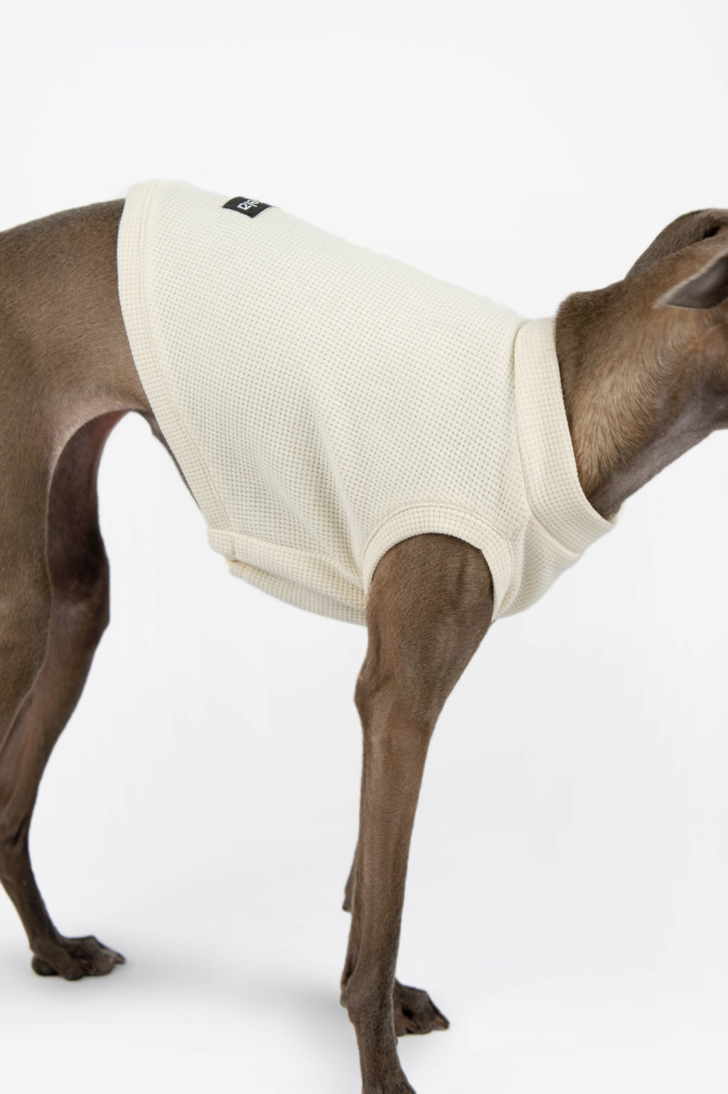 A close up photo of a white tank top by Strela Studio, worn by an Italian Greyhound