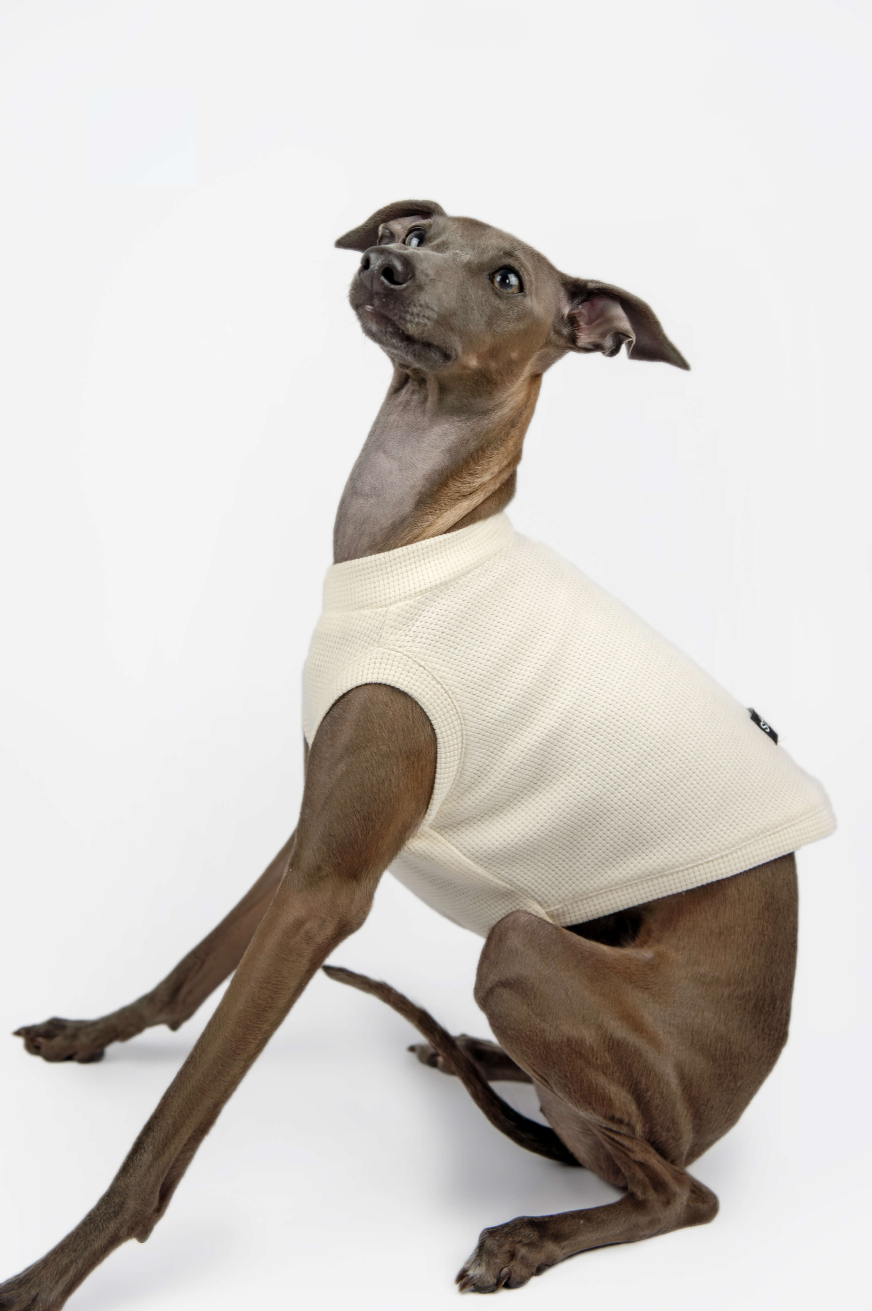 Italian Greyhound looking up and wearing a white waffle jersey tank top by Strela Studio on a white background
