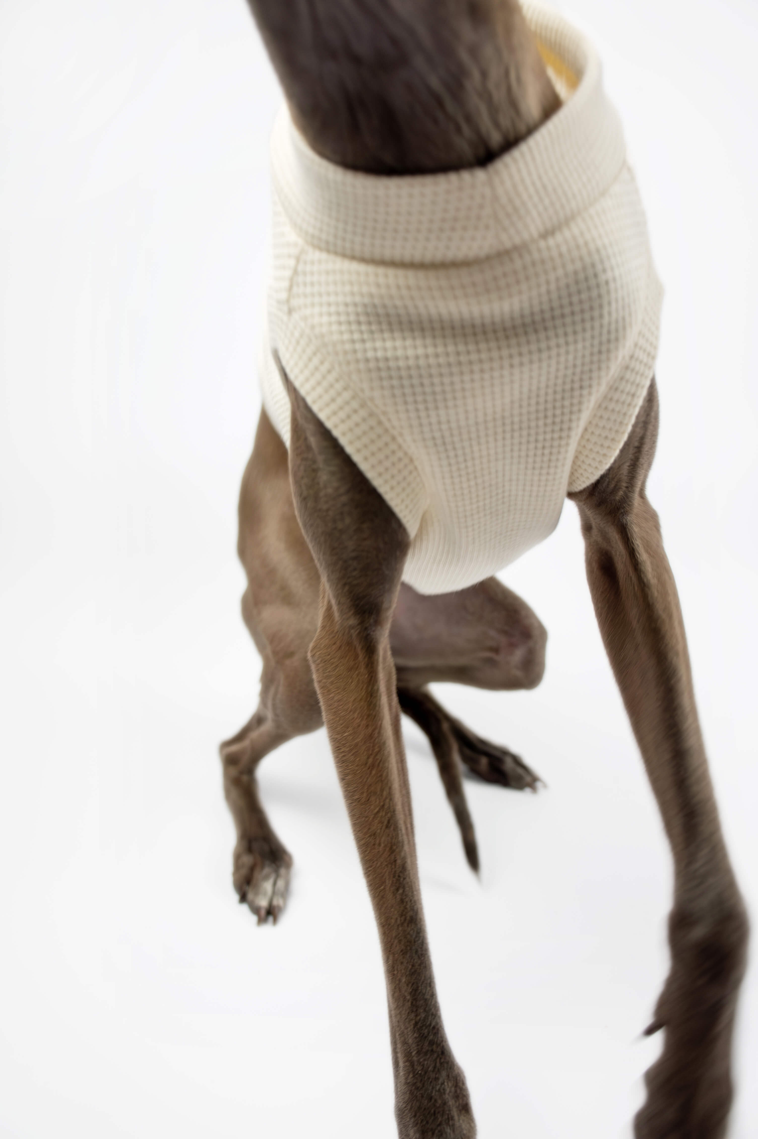 A close up shot of a white tank top by Strela Studio worn by an Italian Greyhound