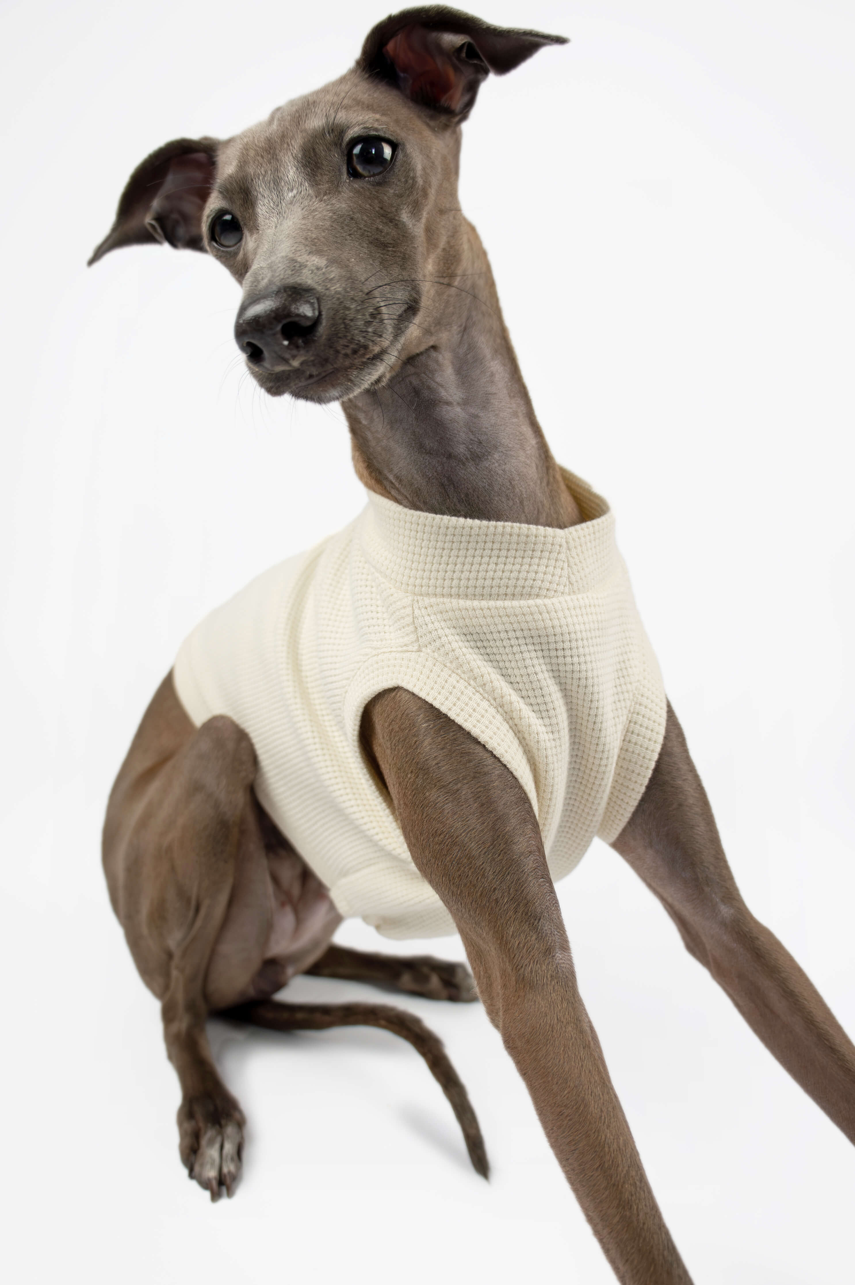 Italian Greyhound wearing a white waffle jersey t-shirt by Strela Studio on a white background