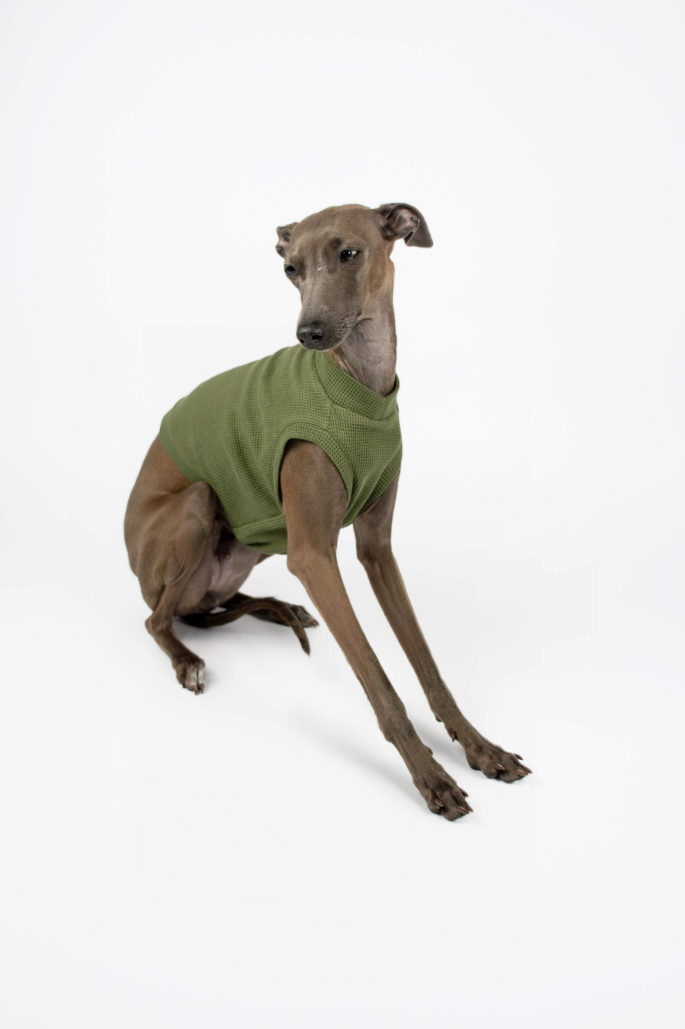 Italian Greyhound sitting down and wearing a green waffle jersey cropped tank top by Strela Studio on a white background