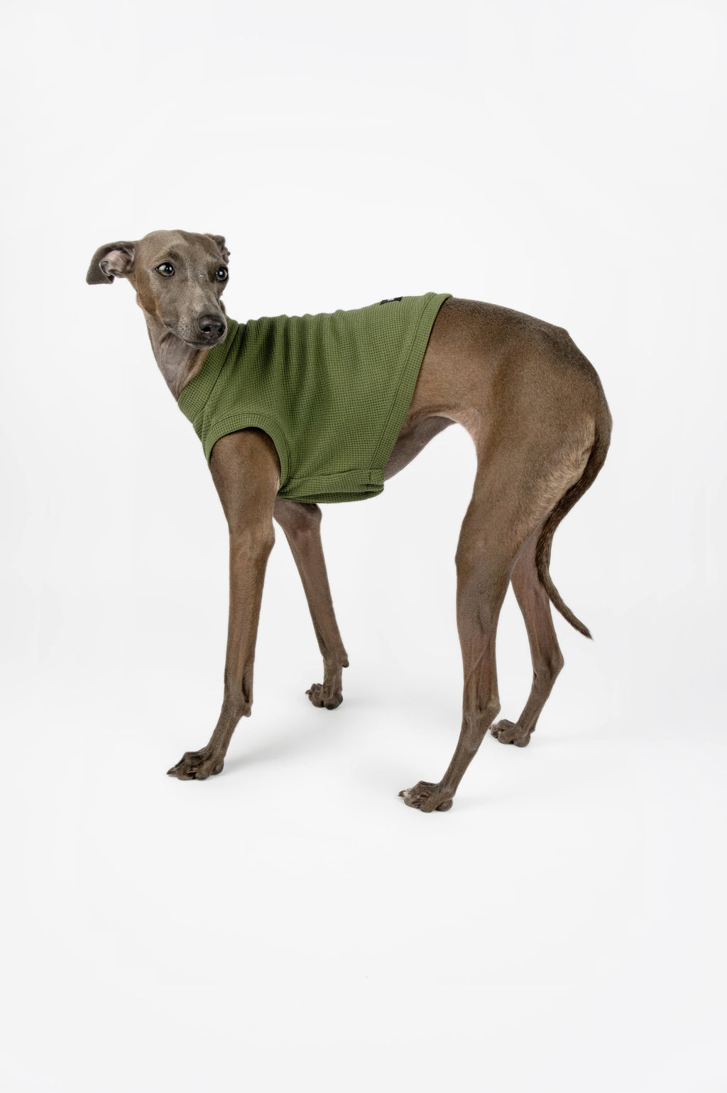 Italian Greyhound standing up and wearing a green jersey t-shirt by Strela Studio on a white background