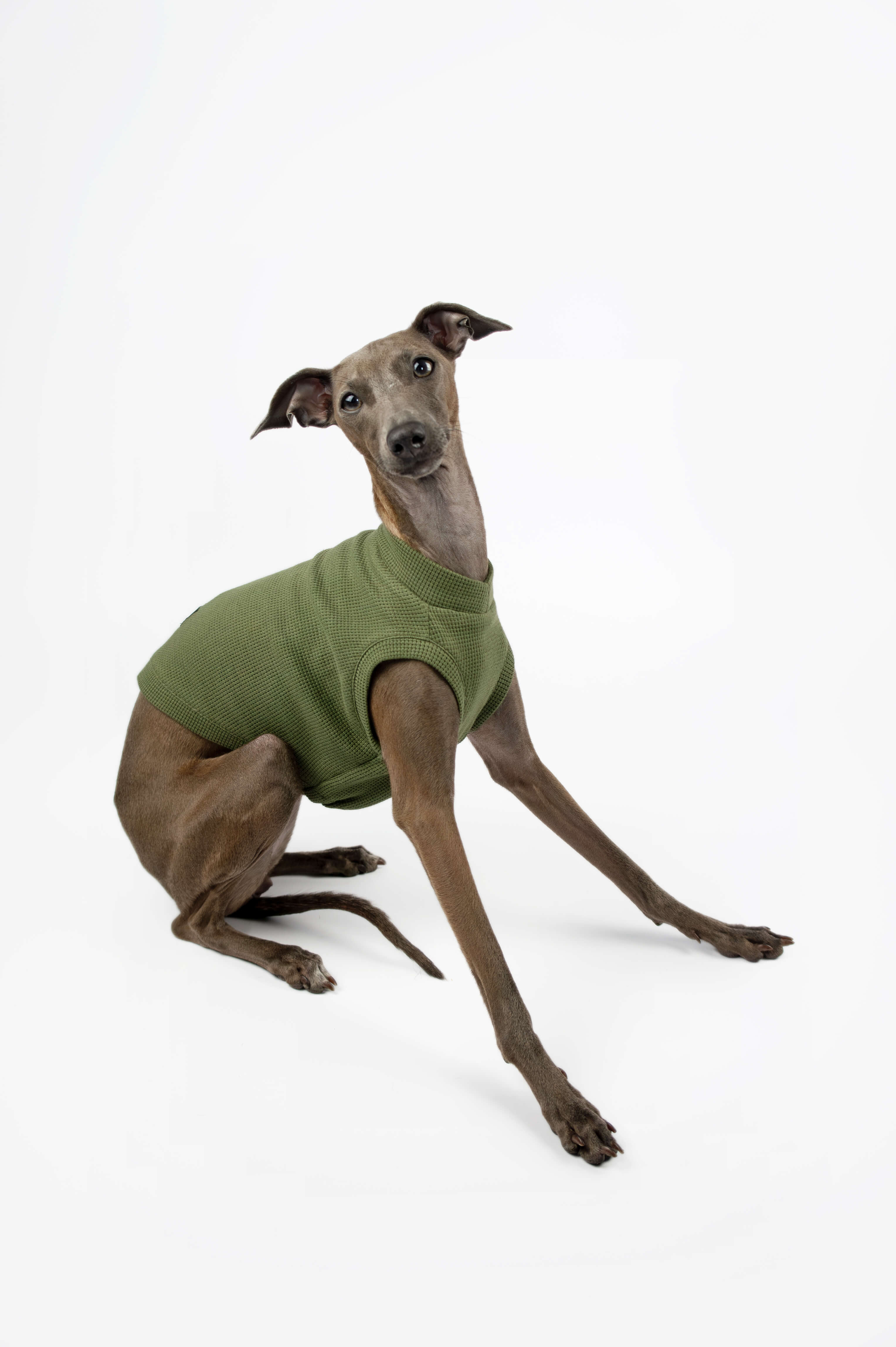 Italian Greyhound wearing a green waffle jersey tank top by Strela Studio on a white background