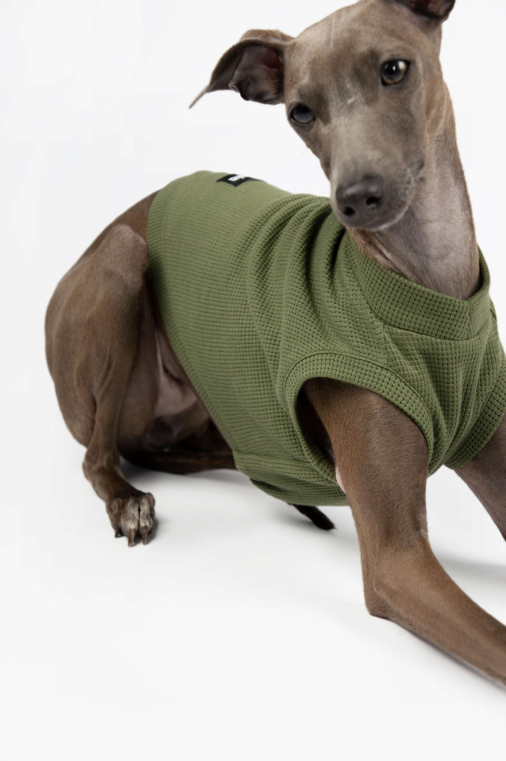 A close up detail photo of an Italian Greyhound wearing a green waffle jersey tank top by Strela Studio on a white background