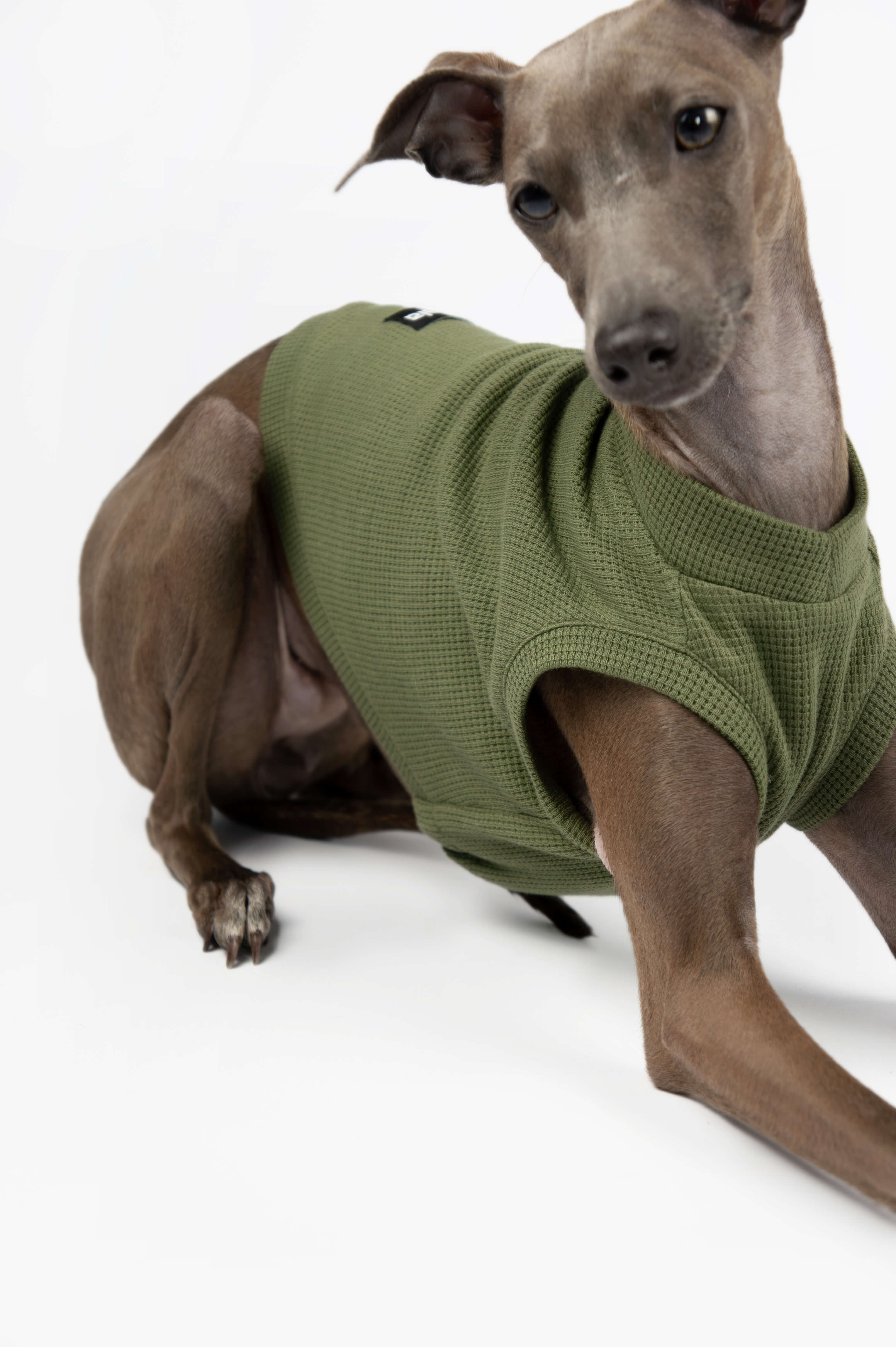 A close up detail photo of an Italian Greyhound wearing a green waffle jersey tank top by Strela Studio on a white background