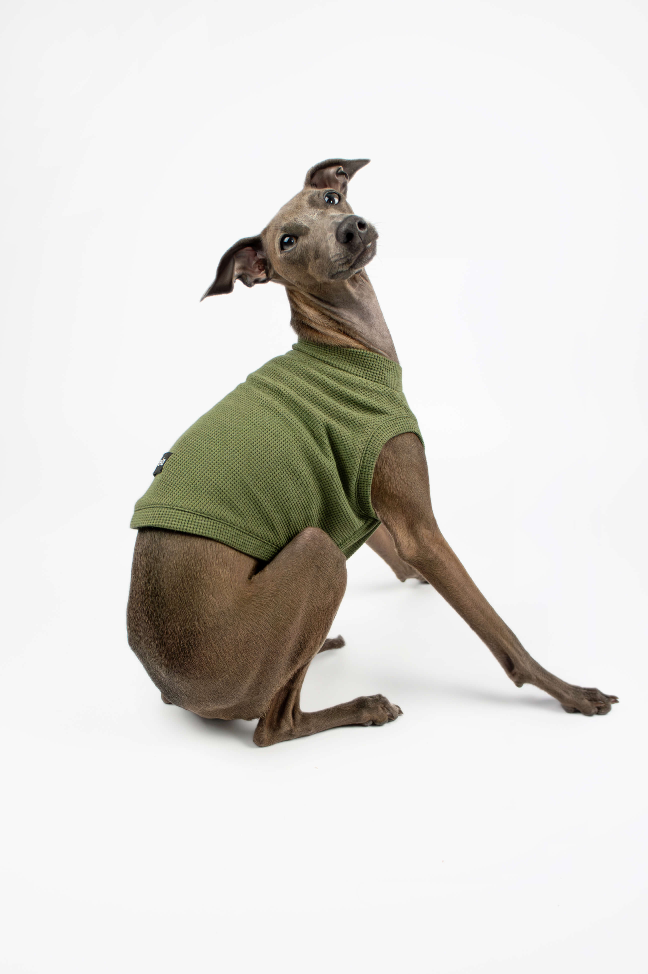 Italian Greyhound wearing a green waffle jersey t-shirt by Strela Studio on a white background