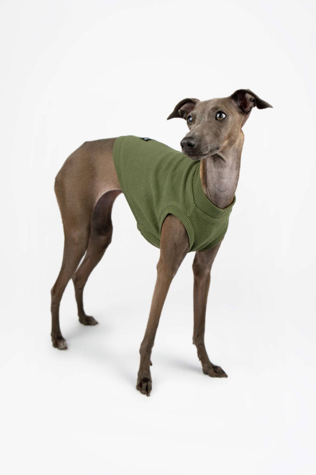 Italian Greyhound wearing a green t-shirt by Strela Studio on a white background