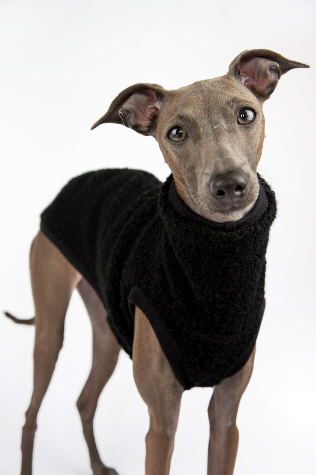 Italian Greyhound in fitted black vest by Strela Studio