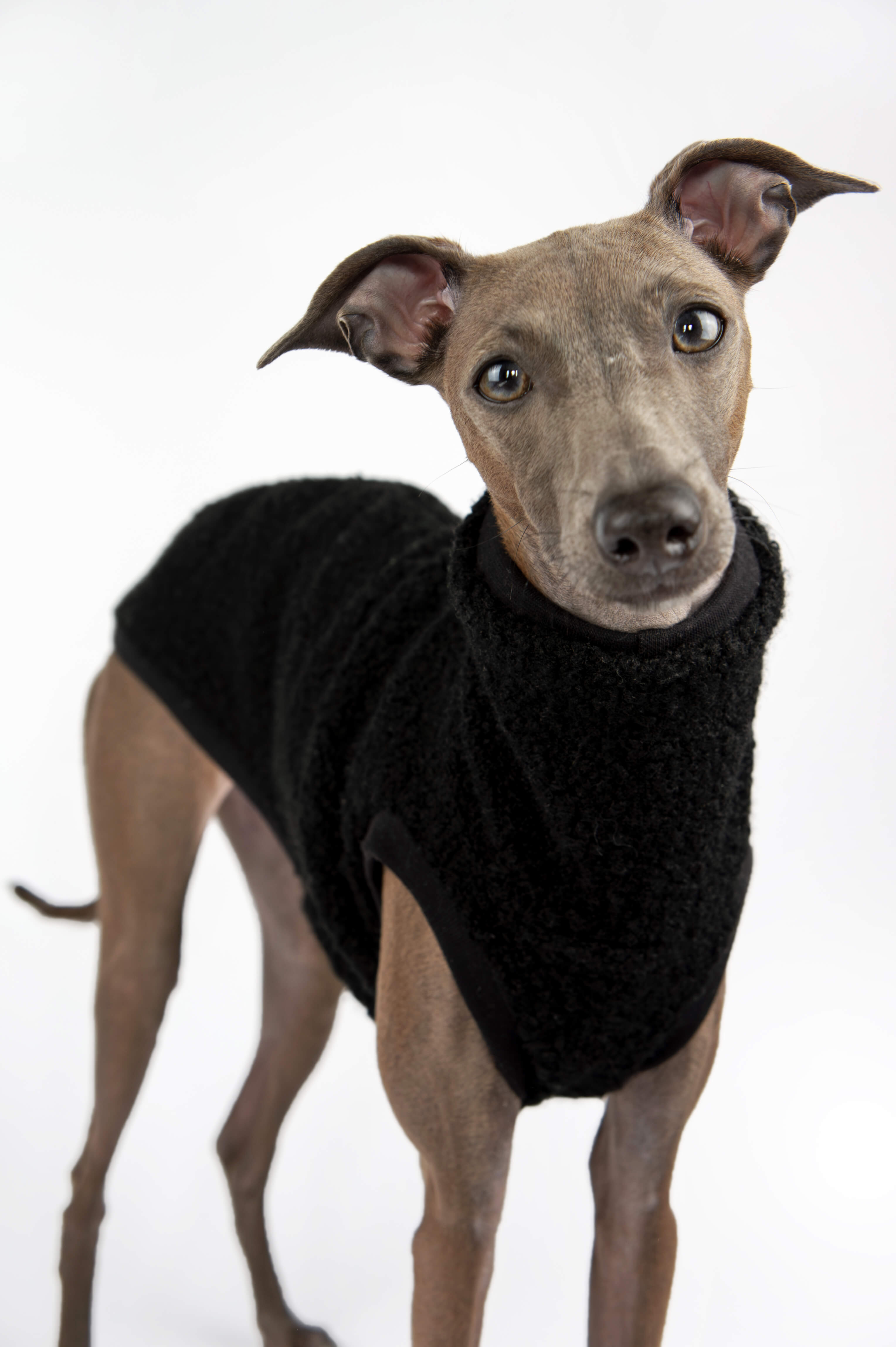 Italian Greyhound in fitted black vest by Strela Studio