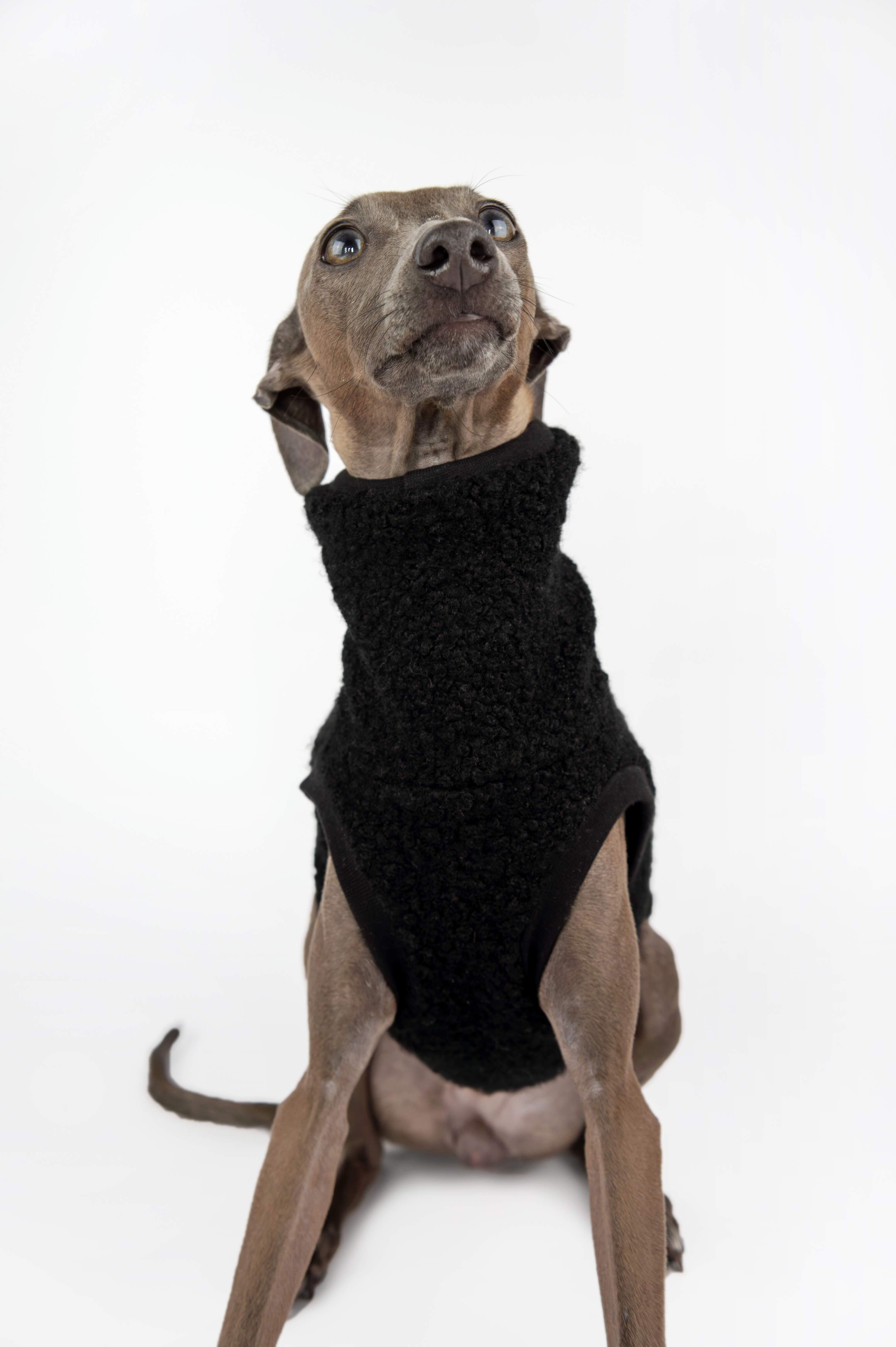 Italian Greyhound wearing minimal black vest by Strela Studio in a studio setup