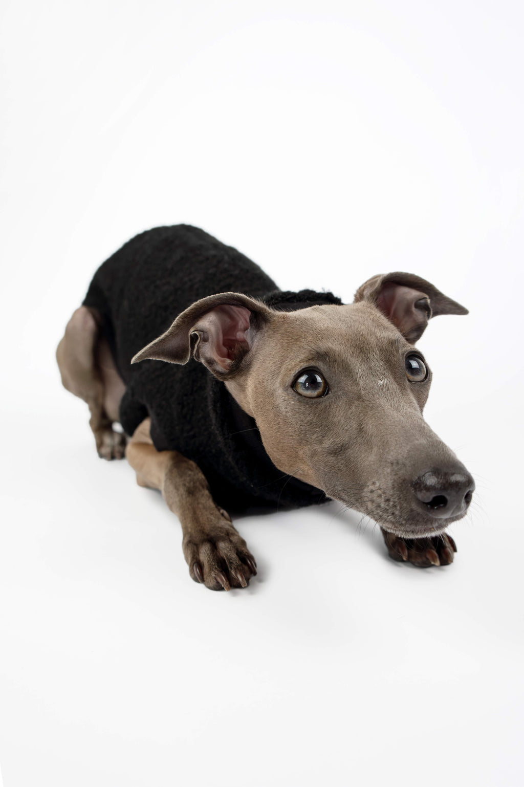 Italian Greyhound modelling black boucle vest by Strela Studio