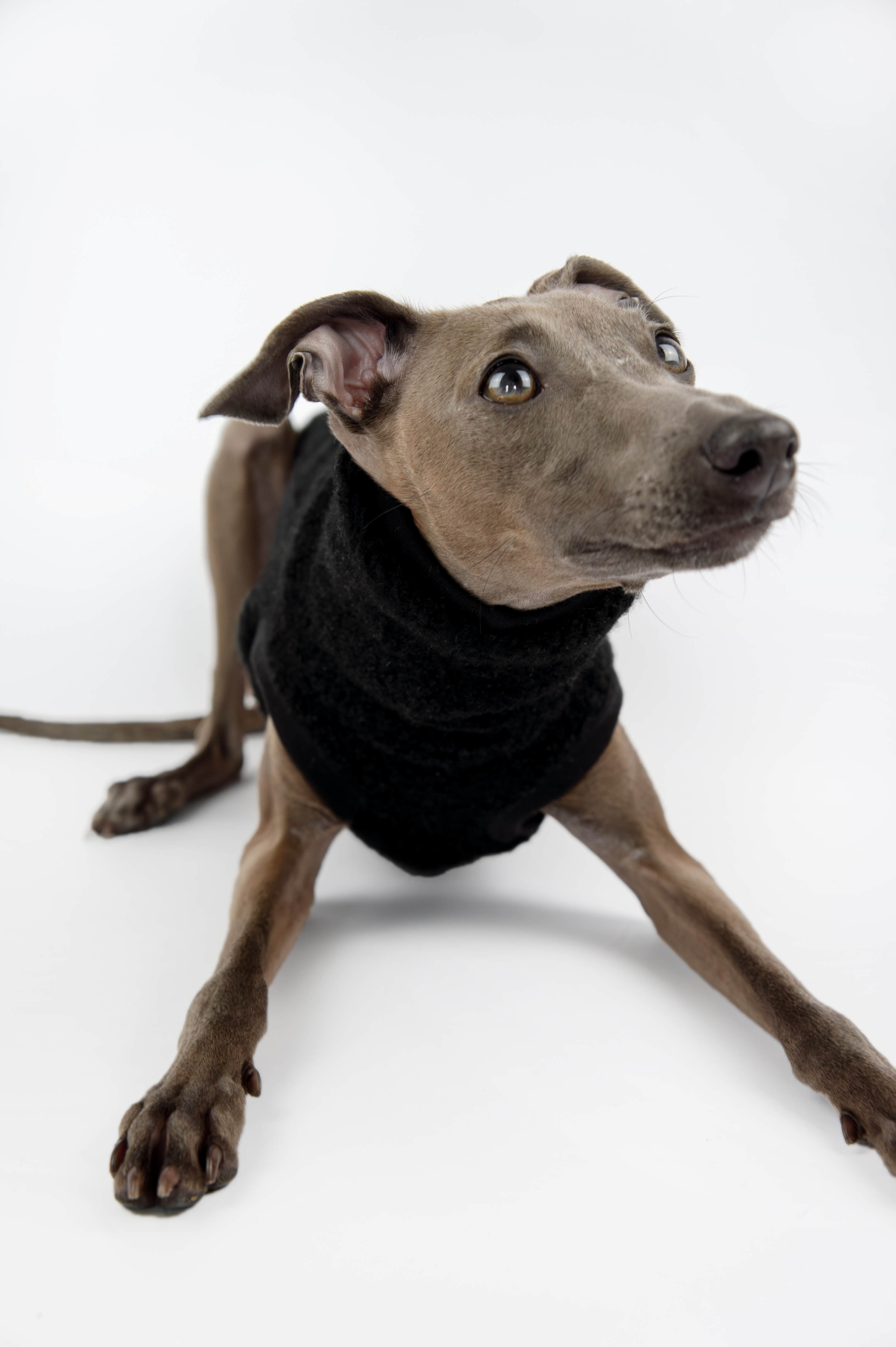 Close-fit black vest for Italian Greyhounds by Strela Studio