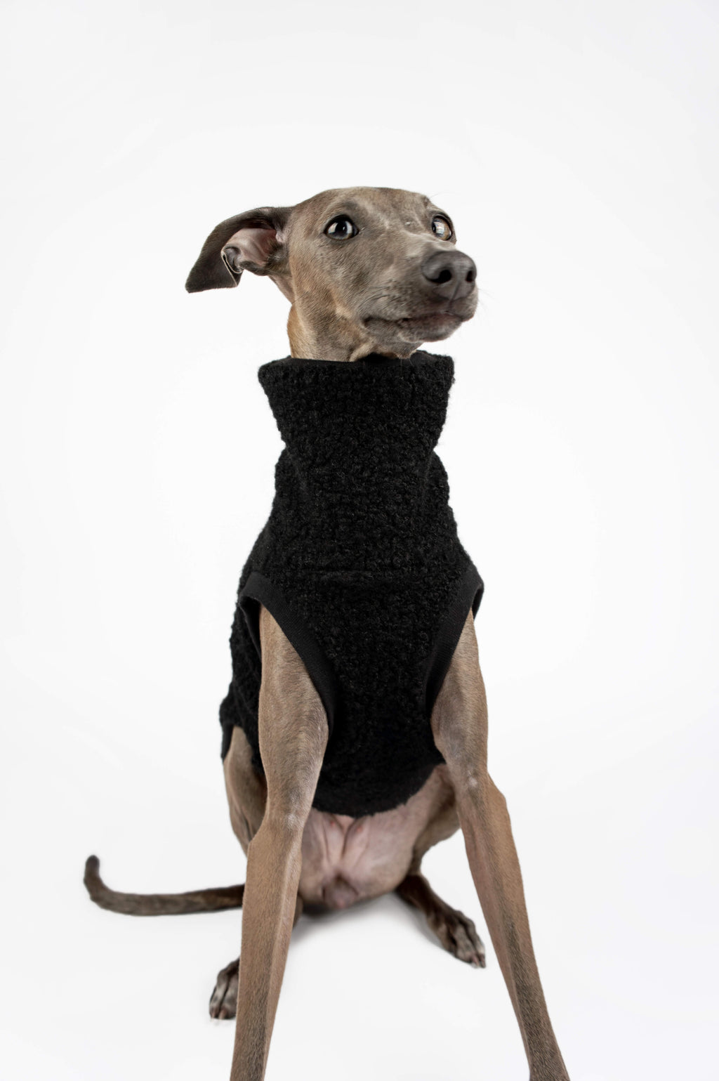 Italian Greyhound wearing a black boucle vest by Strela Studio on a white background