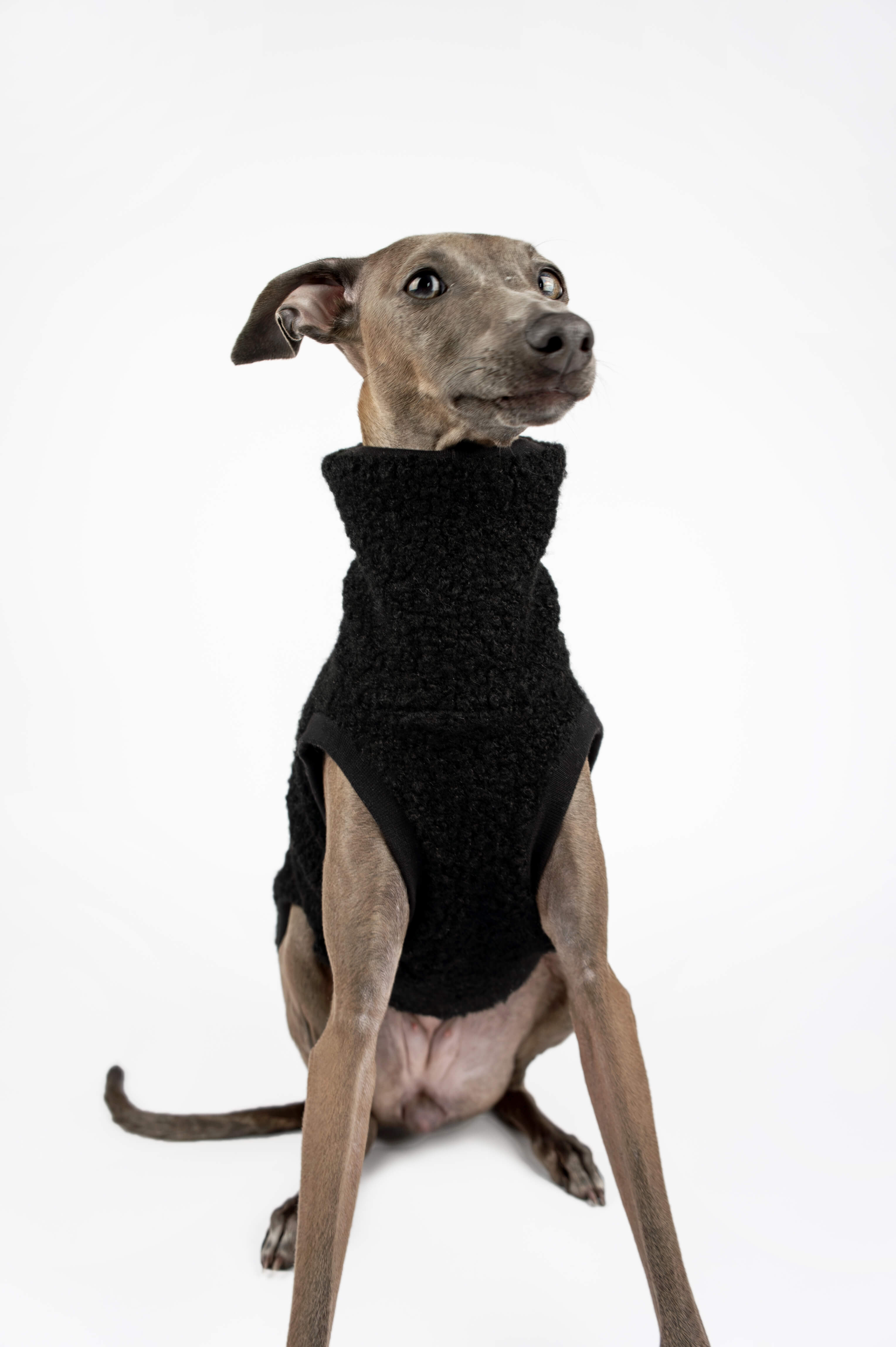 Italian Greyhound wearing a black boucle vest by Strela Studio on a white background