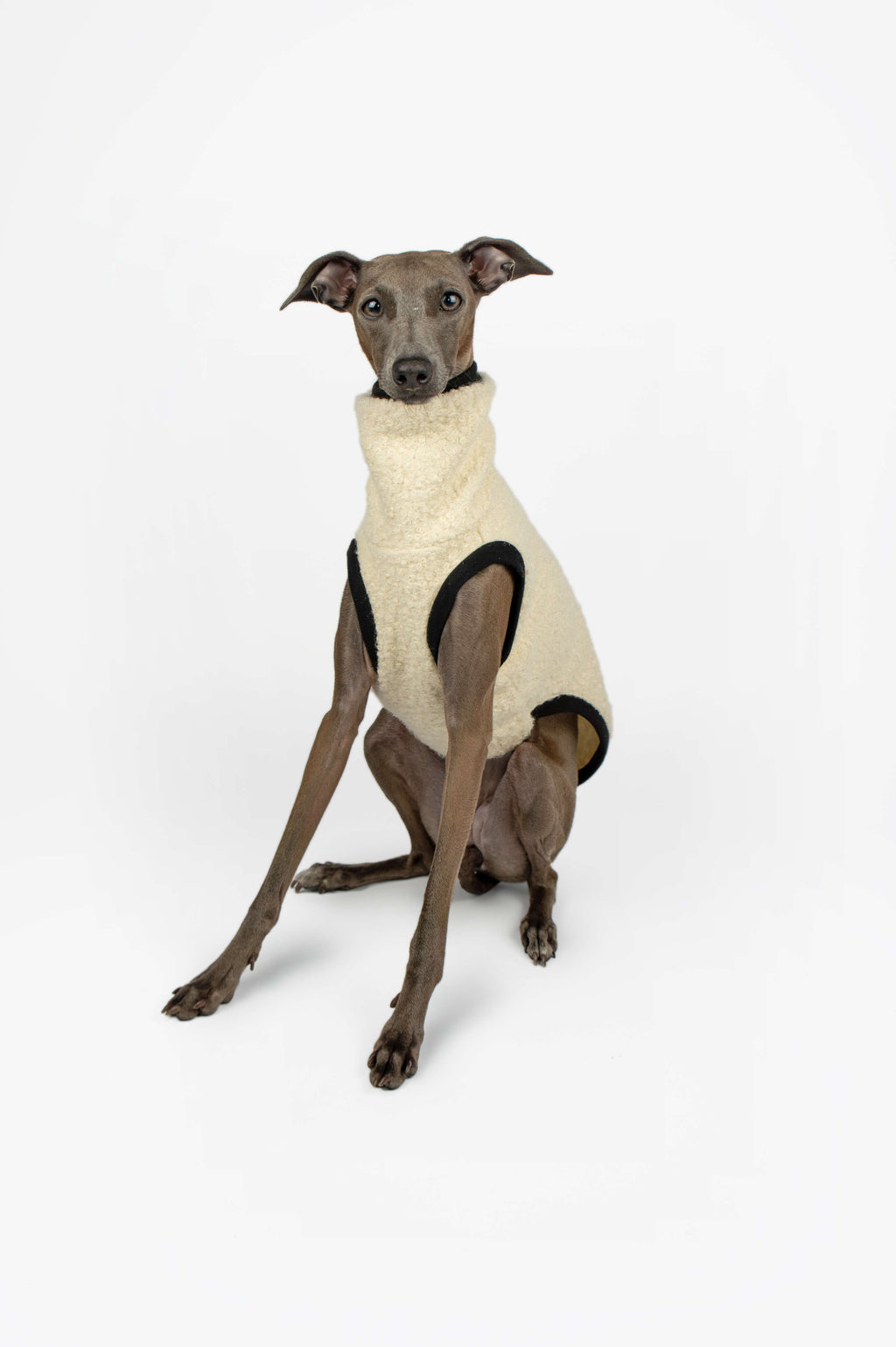 Italian Greyhound wearing a cream boucle vest by Strela Studio on a white background looking at the camera