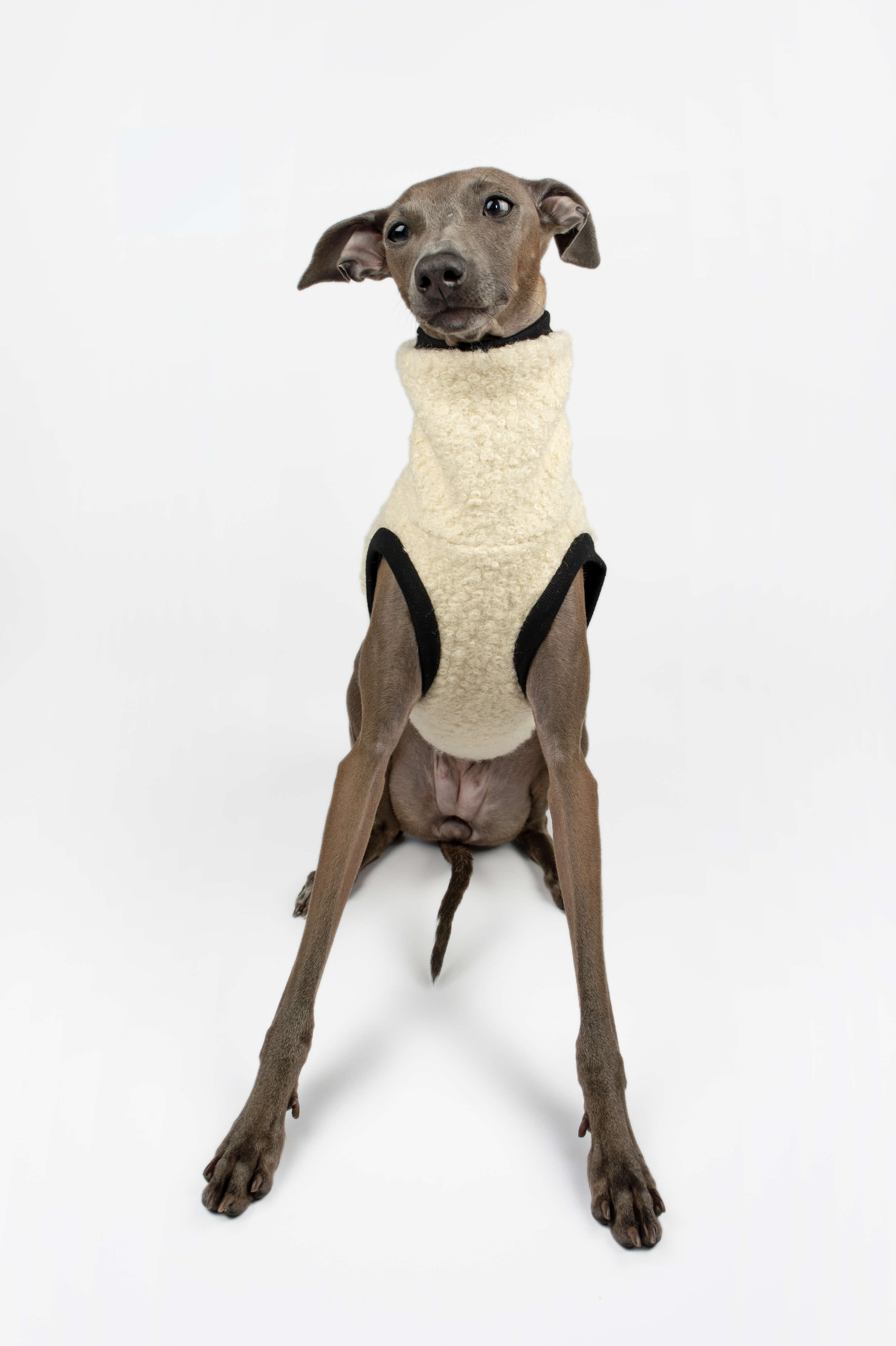 A front shot of an Italian Greyhound wearing a cream boucle vest by Strela Studio on a white background