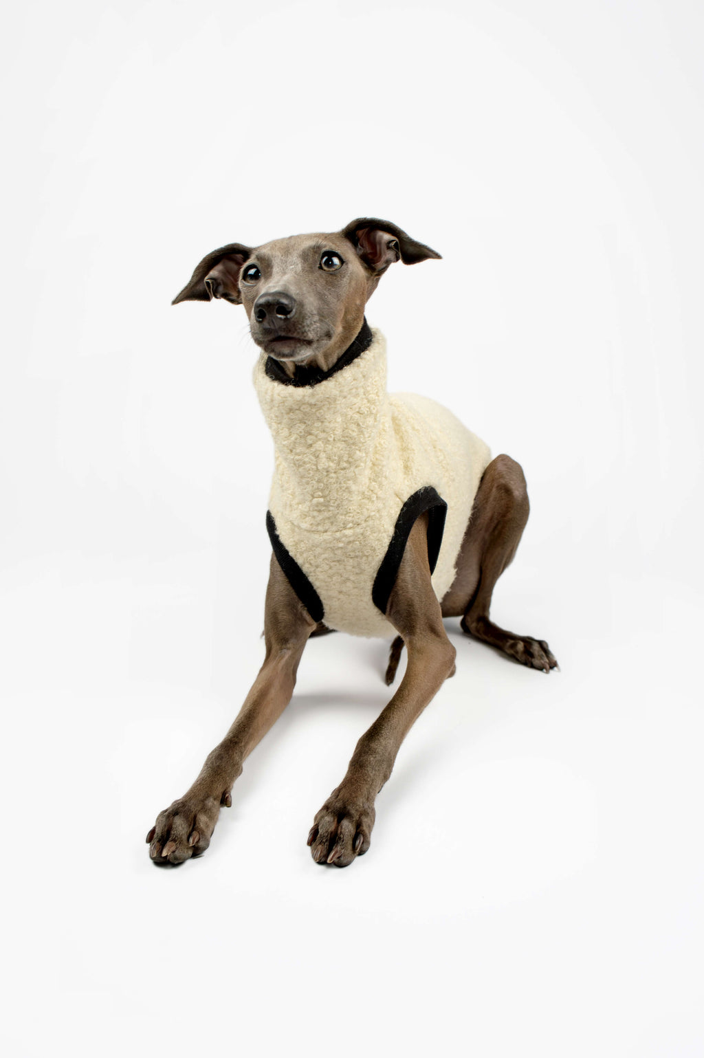 Italian Greyhound wearing a cream boucle vest by Strela Studio in a studio setup