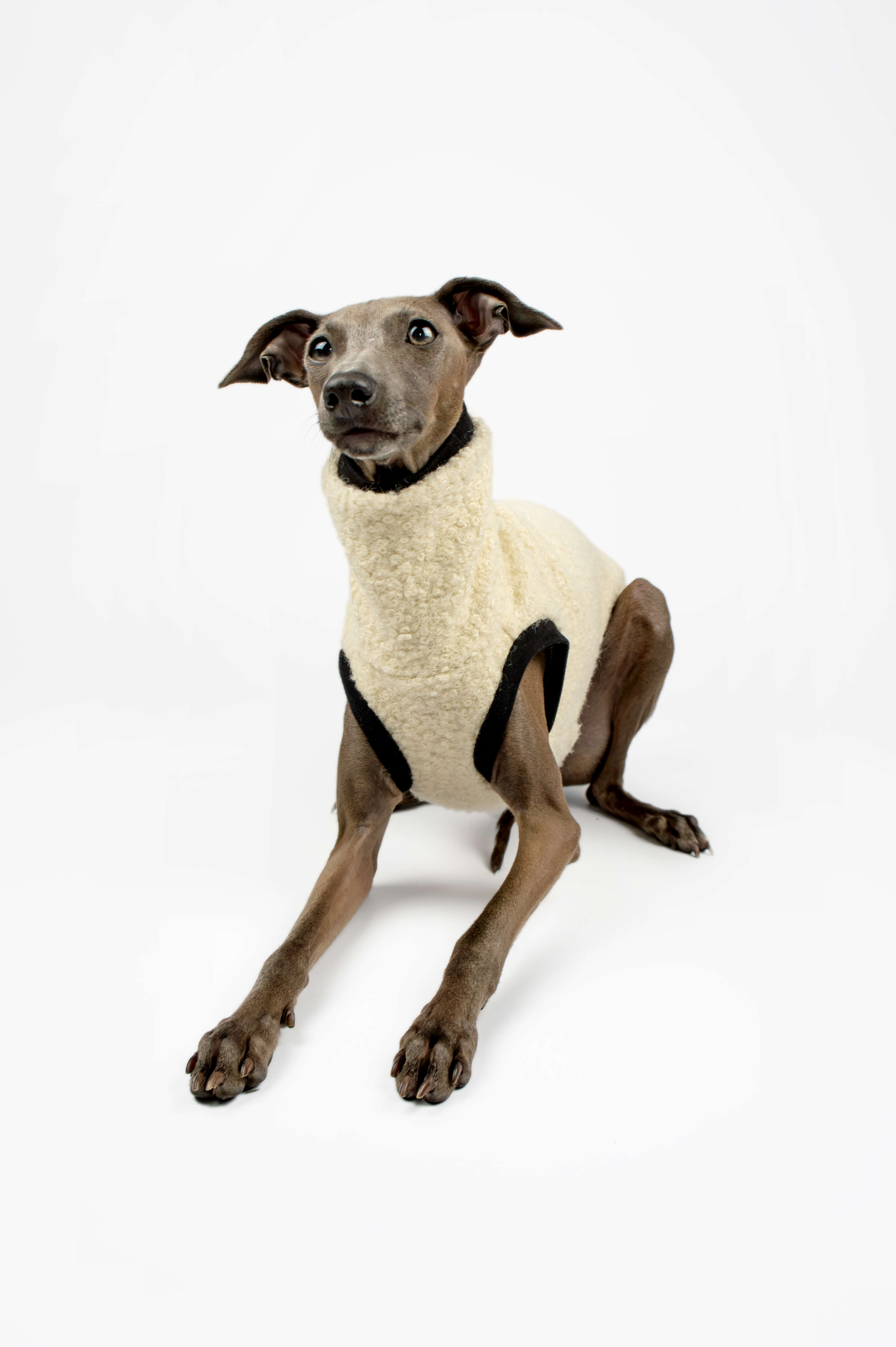 Italian Greyhound wearing a cream boucle vest by Strela Studio in a studio setup